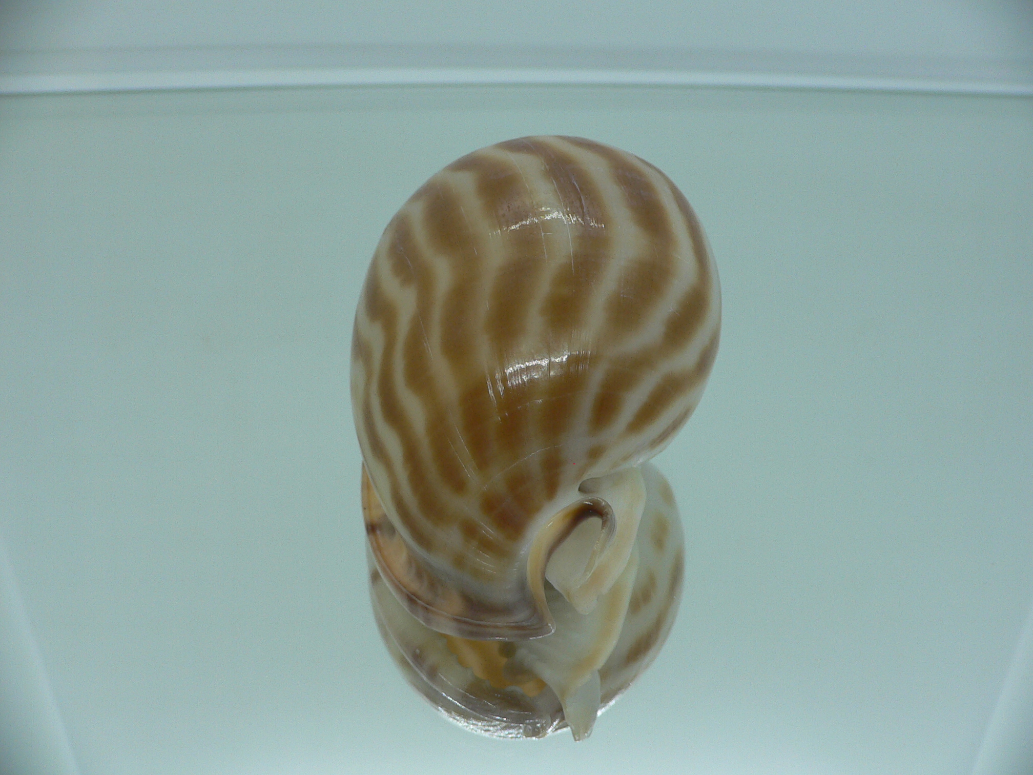 Phalium muangmani WIDE