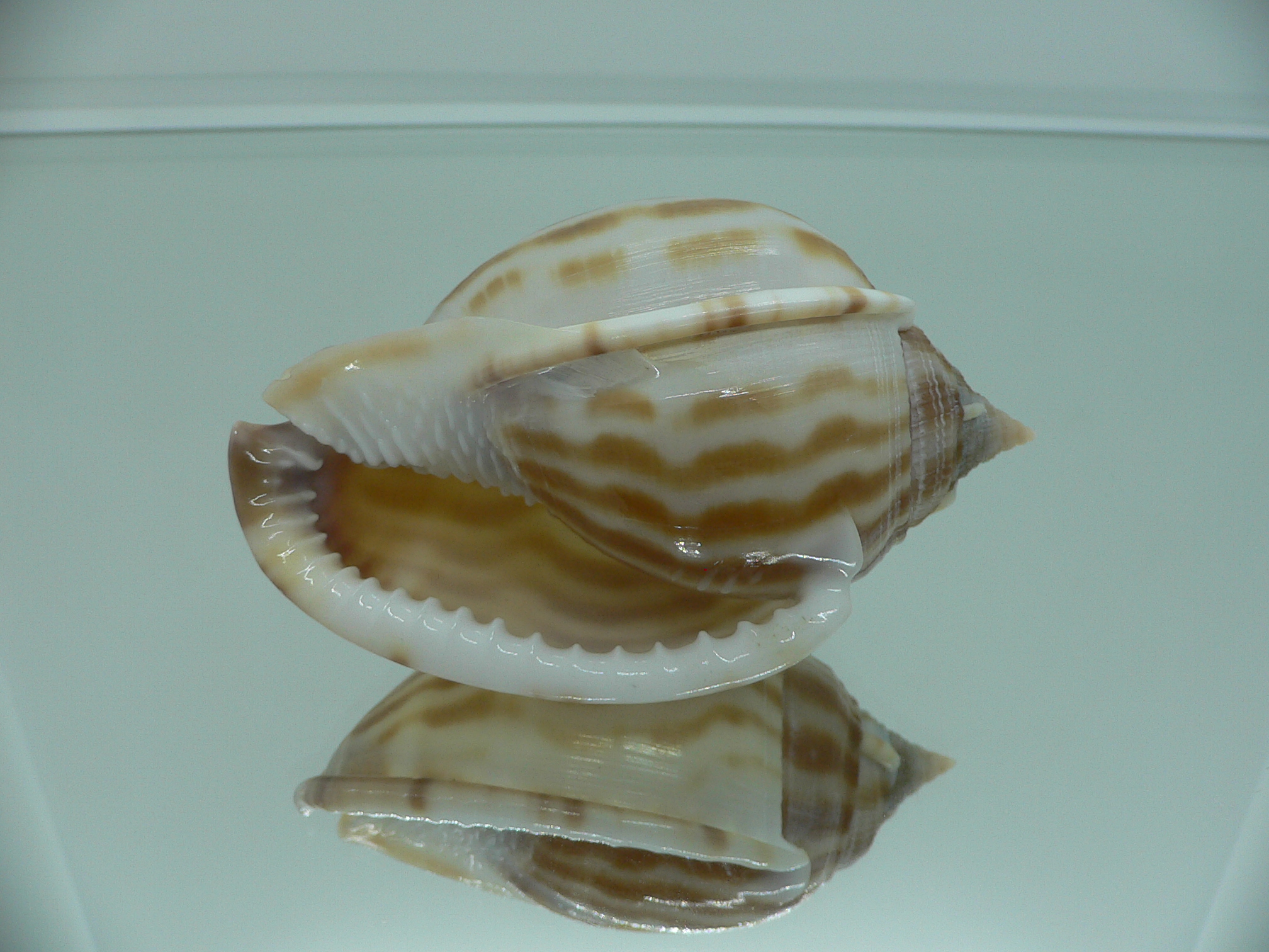 Phalium muangmani WIDE