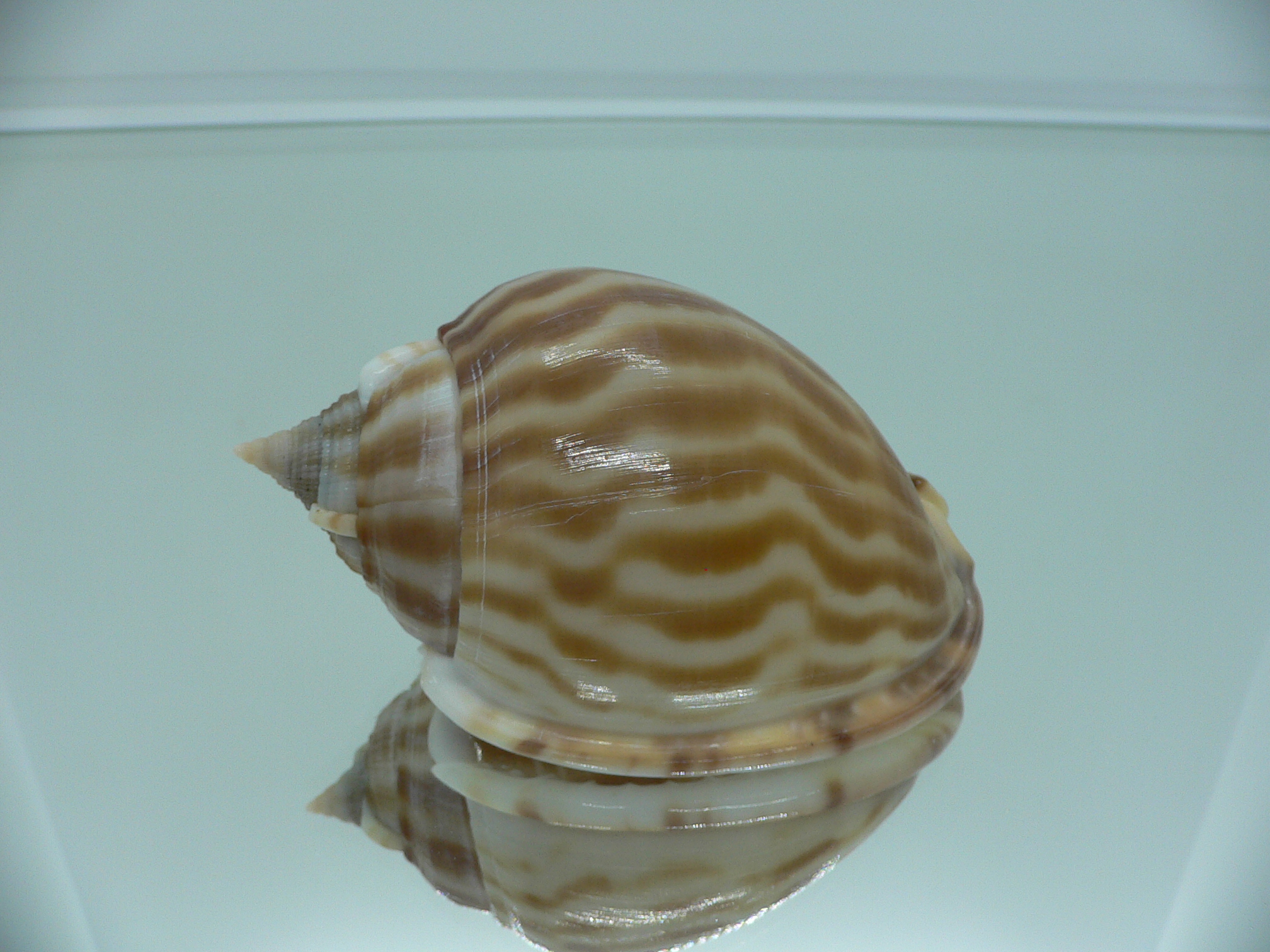 Phalium muangmani WIDE