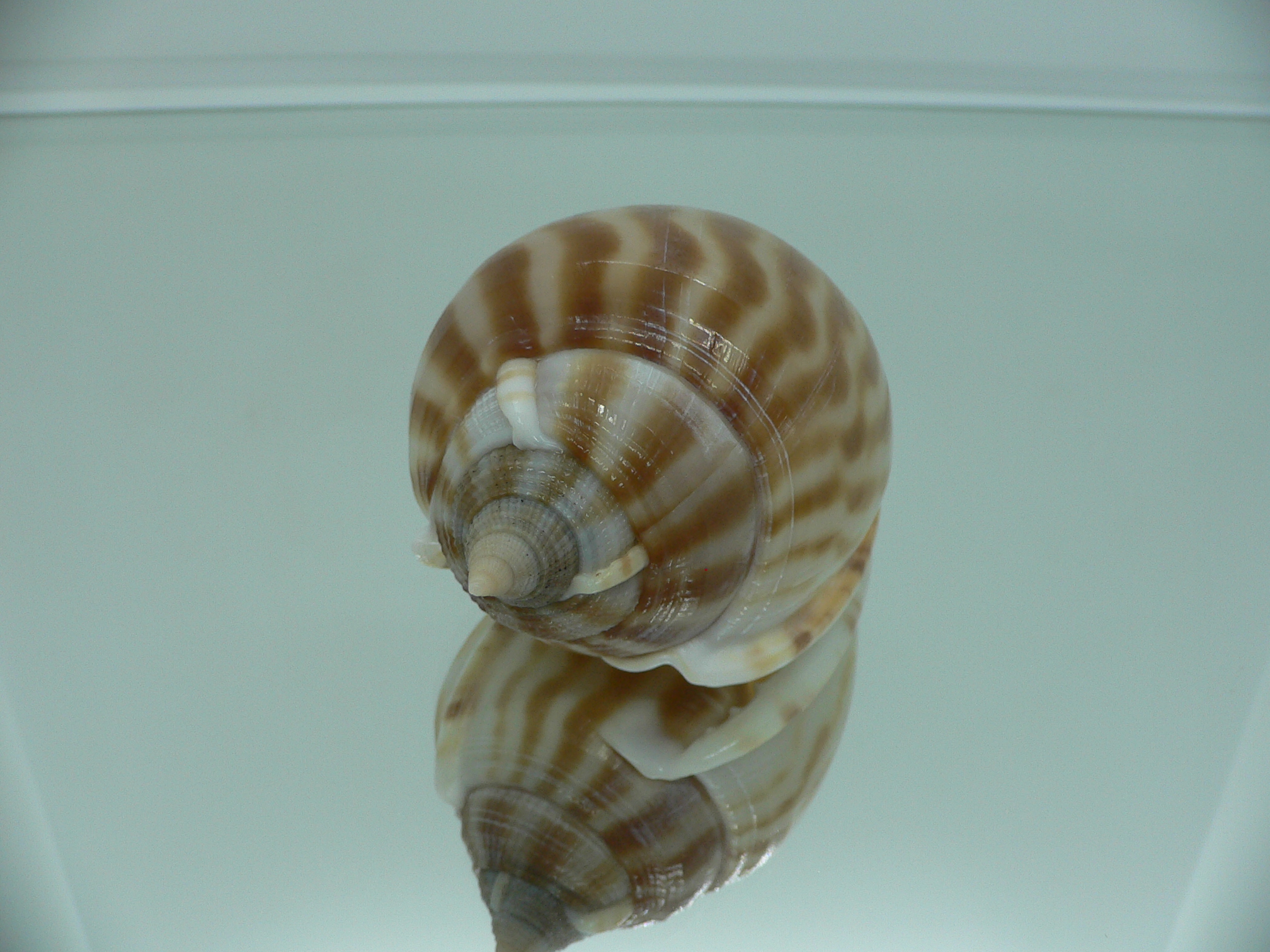 Phalium muangmani WIDE