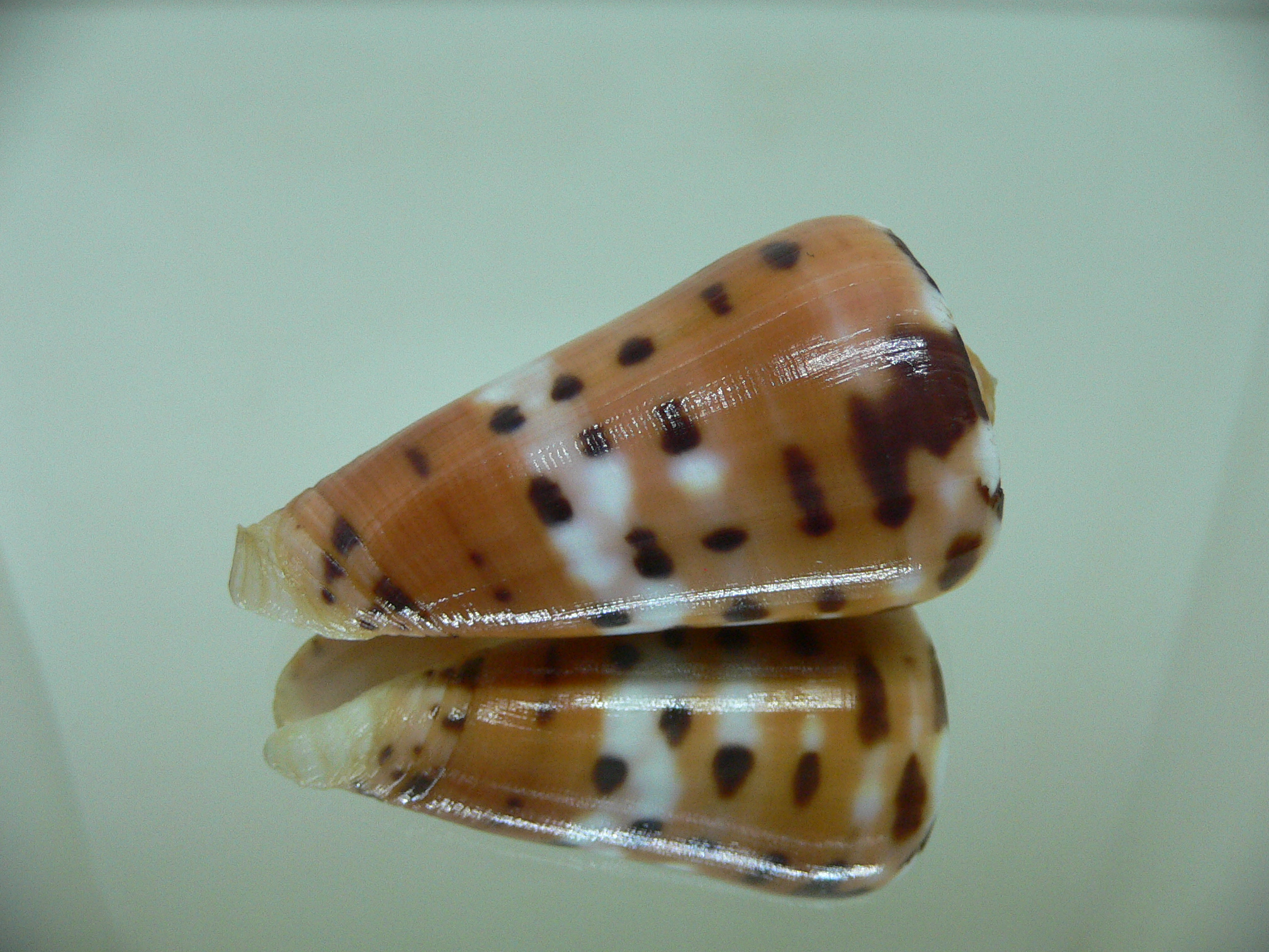 Conus barthelemyi VERY GOOD SIZE