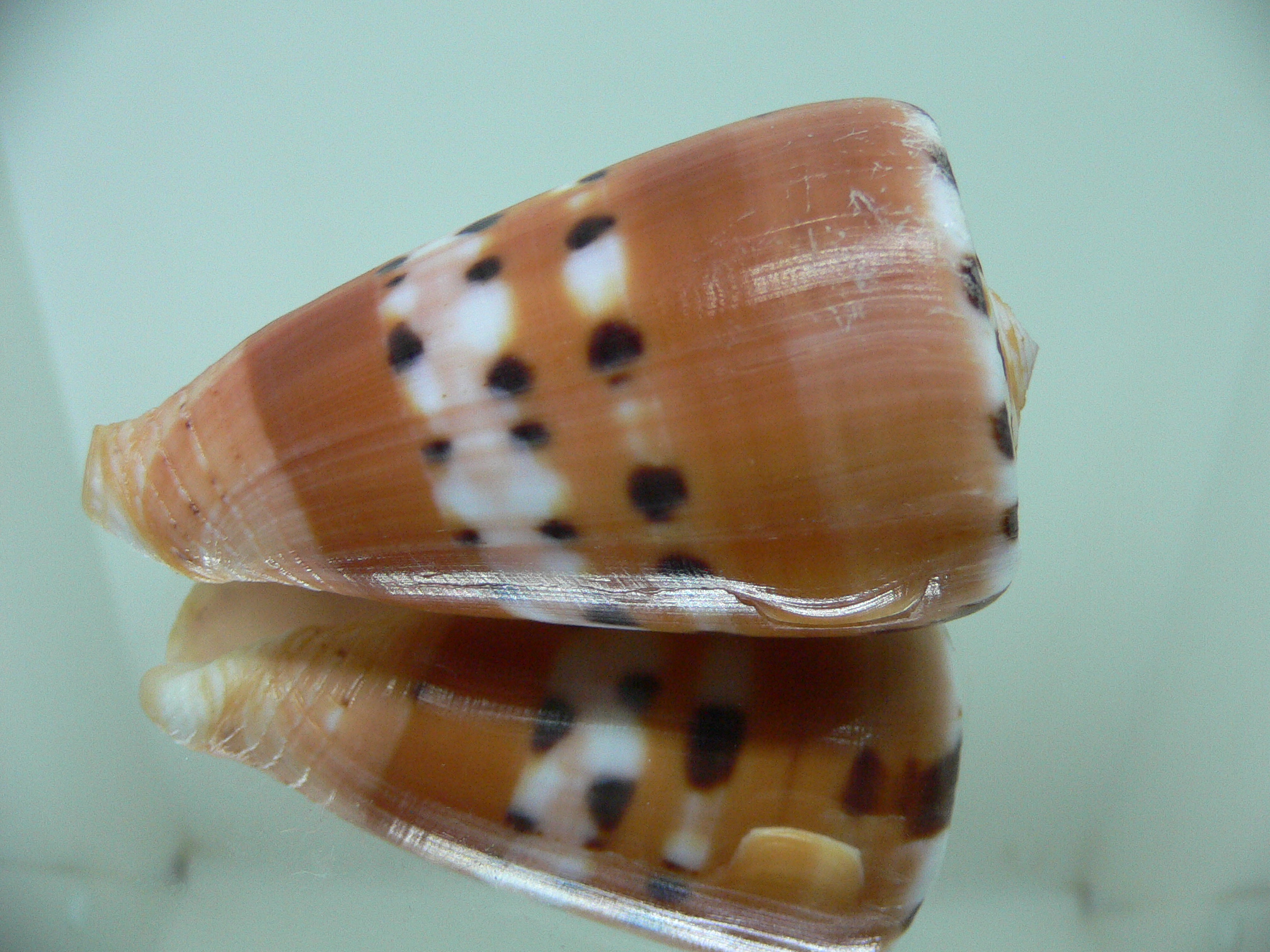 Conus barthelemyi VERY GOOD SIZE