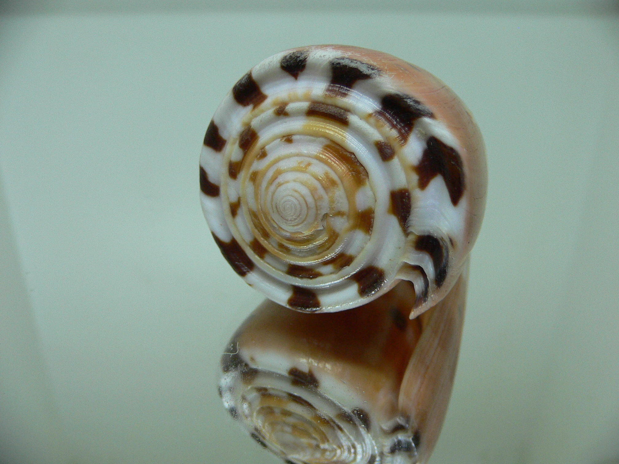 Conus barthelemyi VERY GOOD SIZE