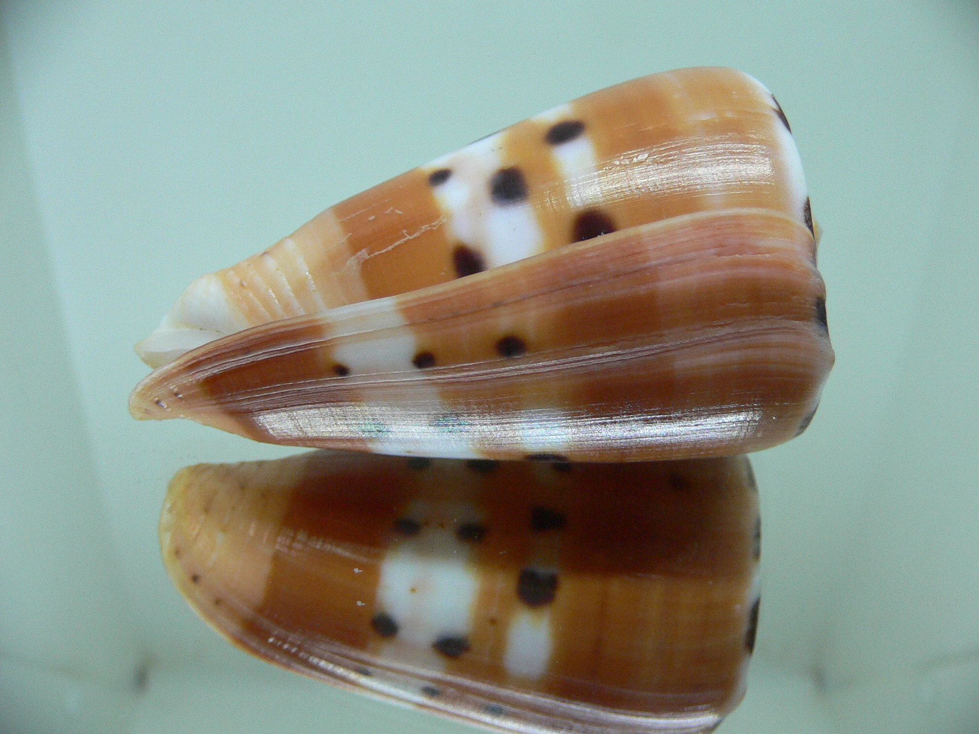 Conus barthelemyi VERY GOOD SIZE