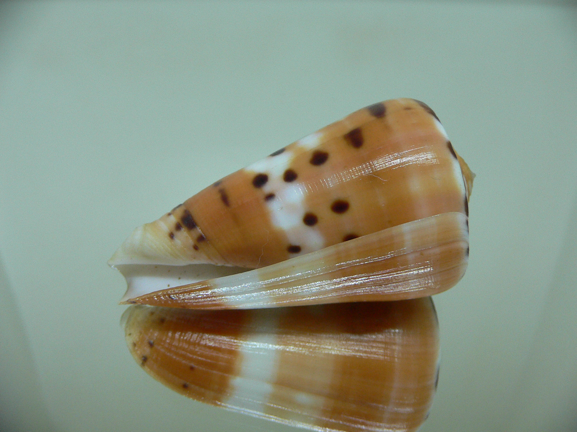 Conus barthelemyi VERY GOOD SIZE