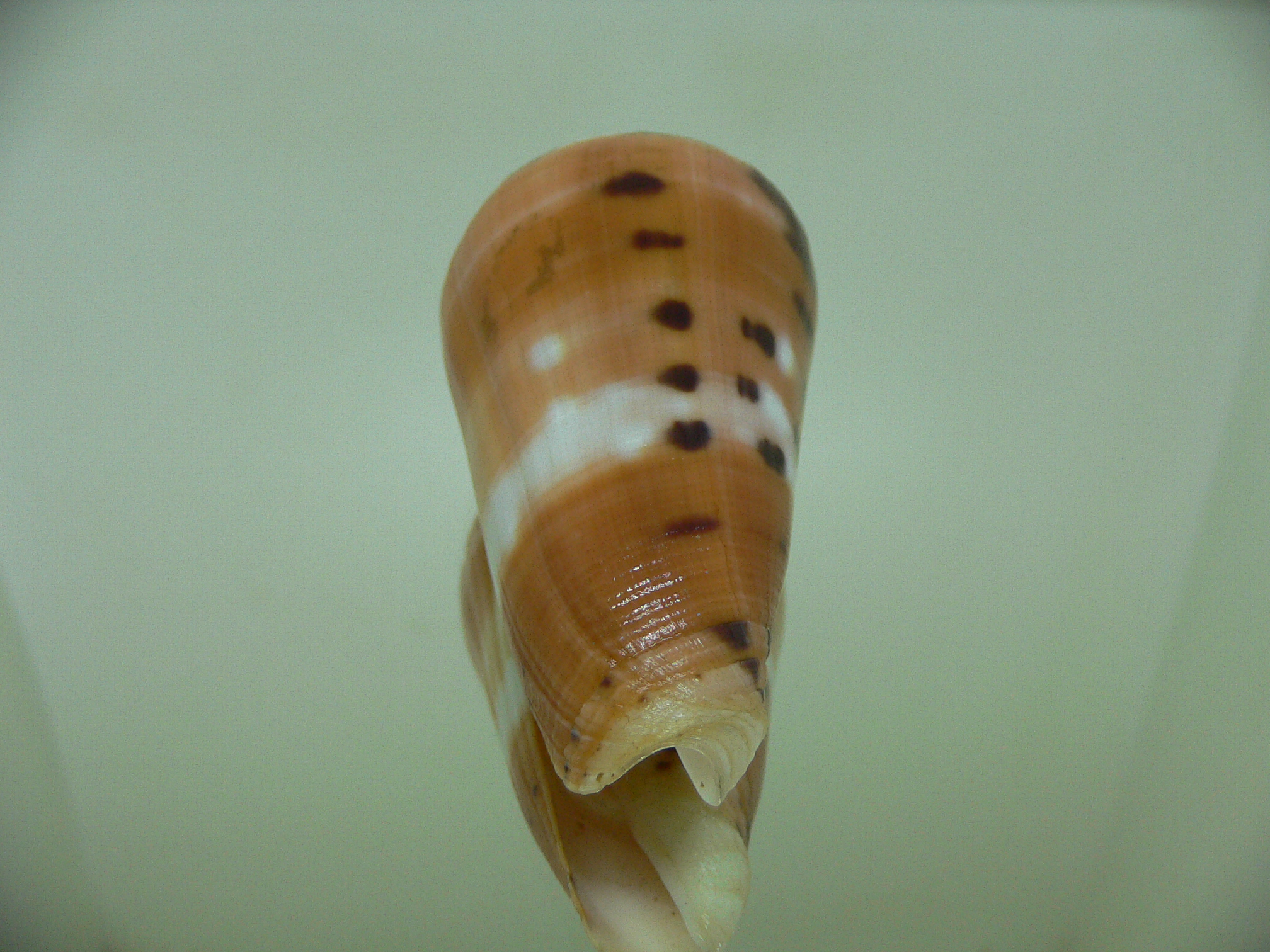 Conus barthelemyi VERY GOOD SIZE