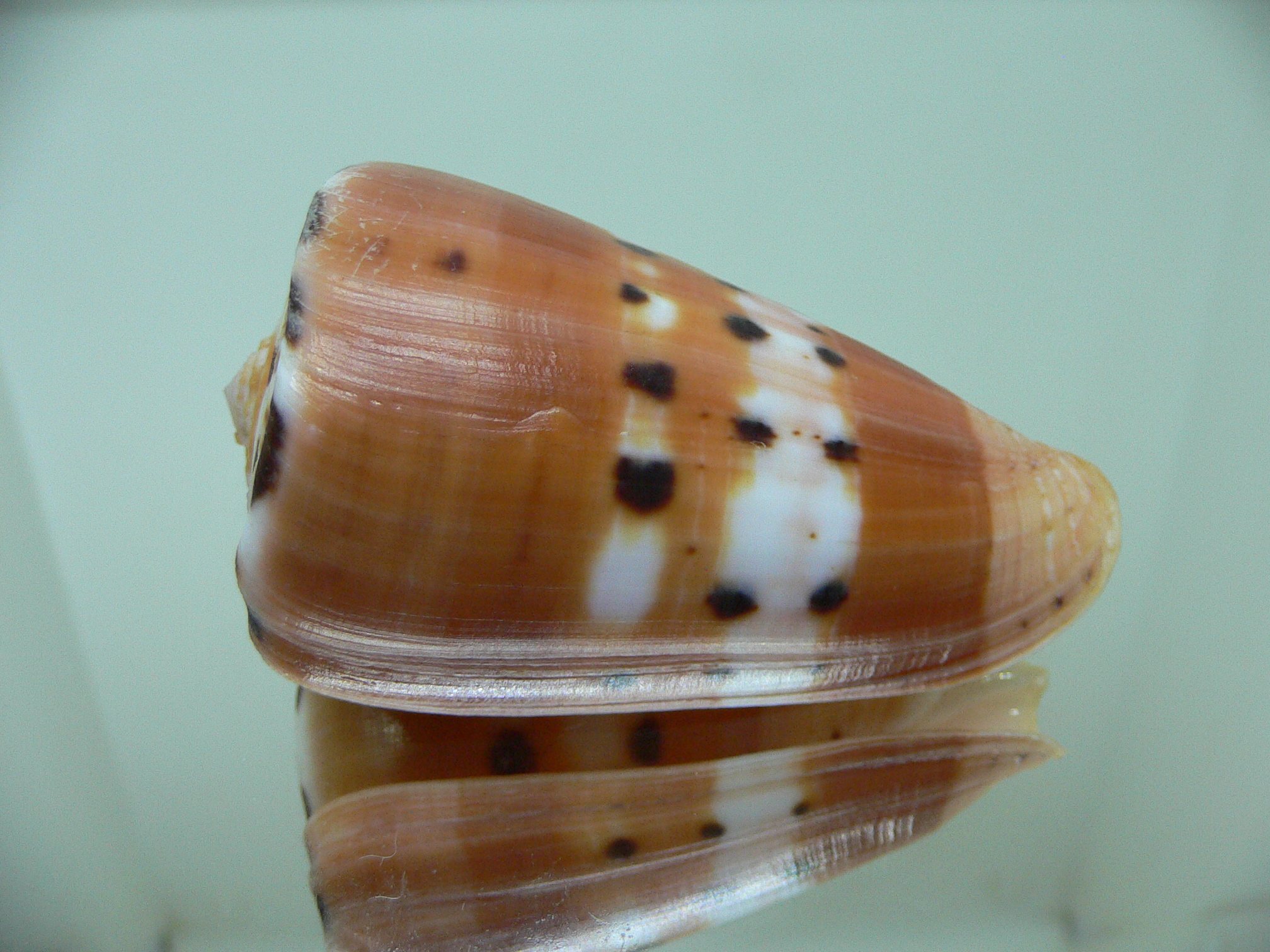 Conus barthelemyi VERY GOOD SIZE