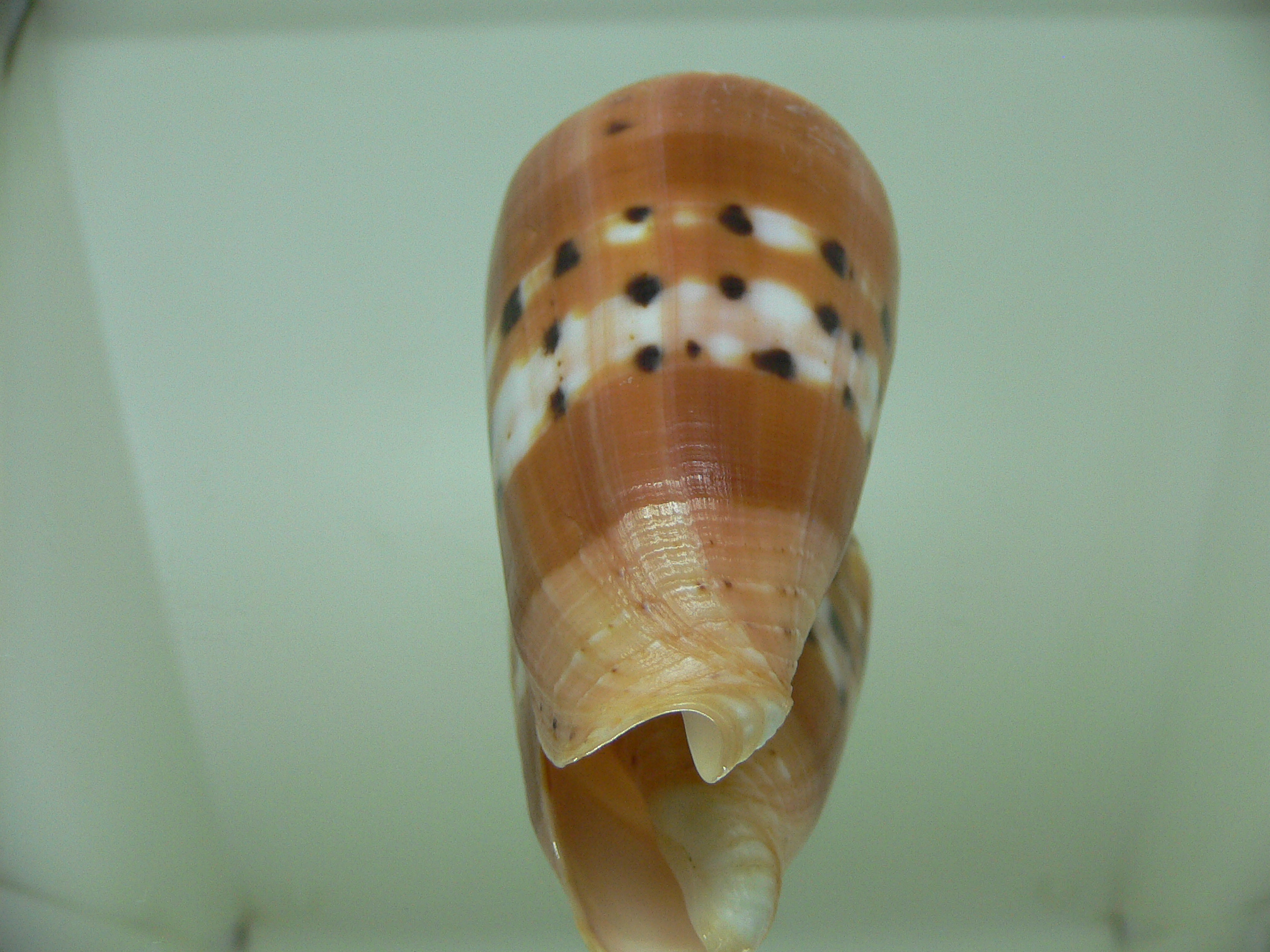 Conus barthelemyi VERY GOOD SIZE