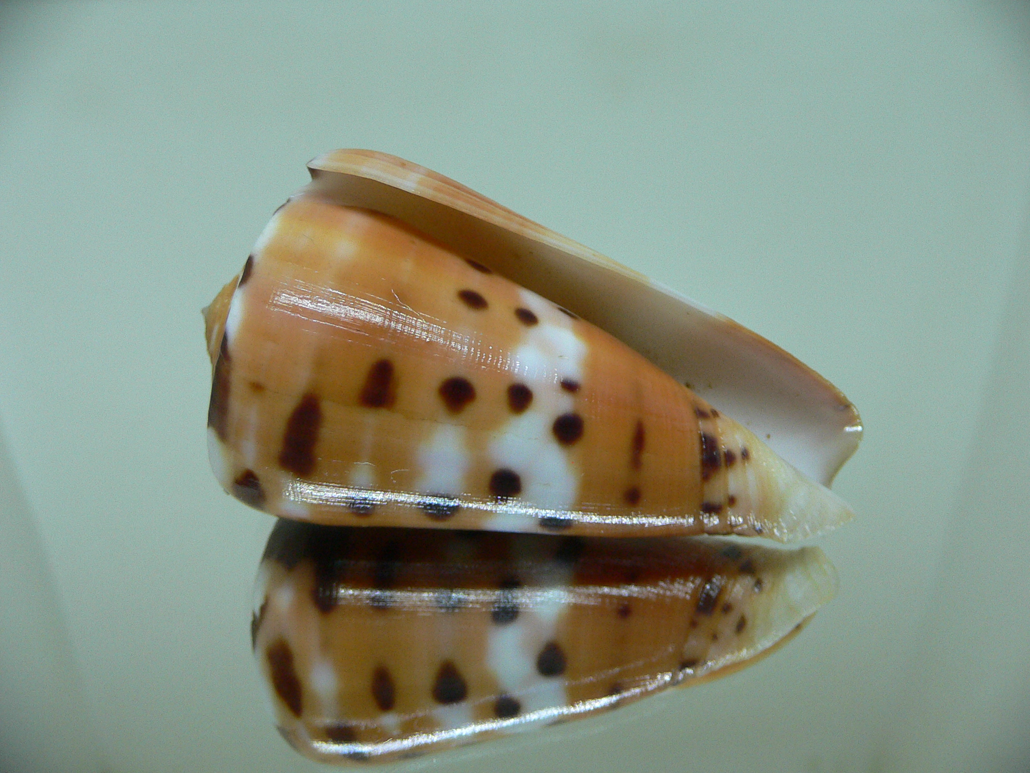 Conus barthelemyi VERY GOOD SIZE