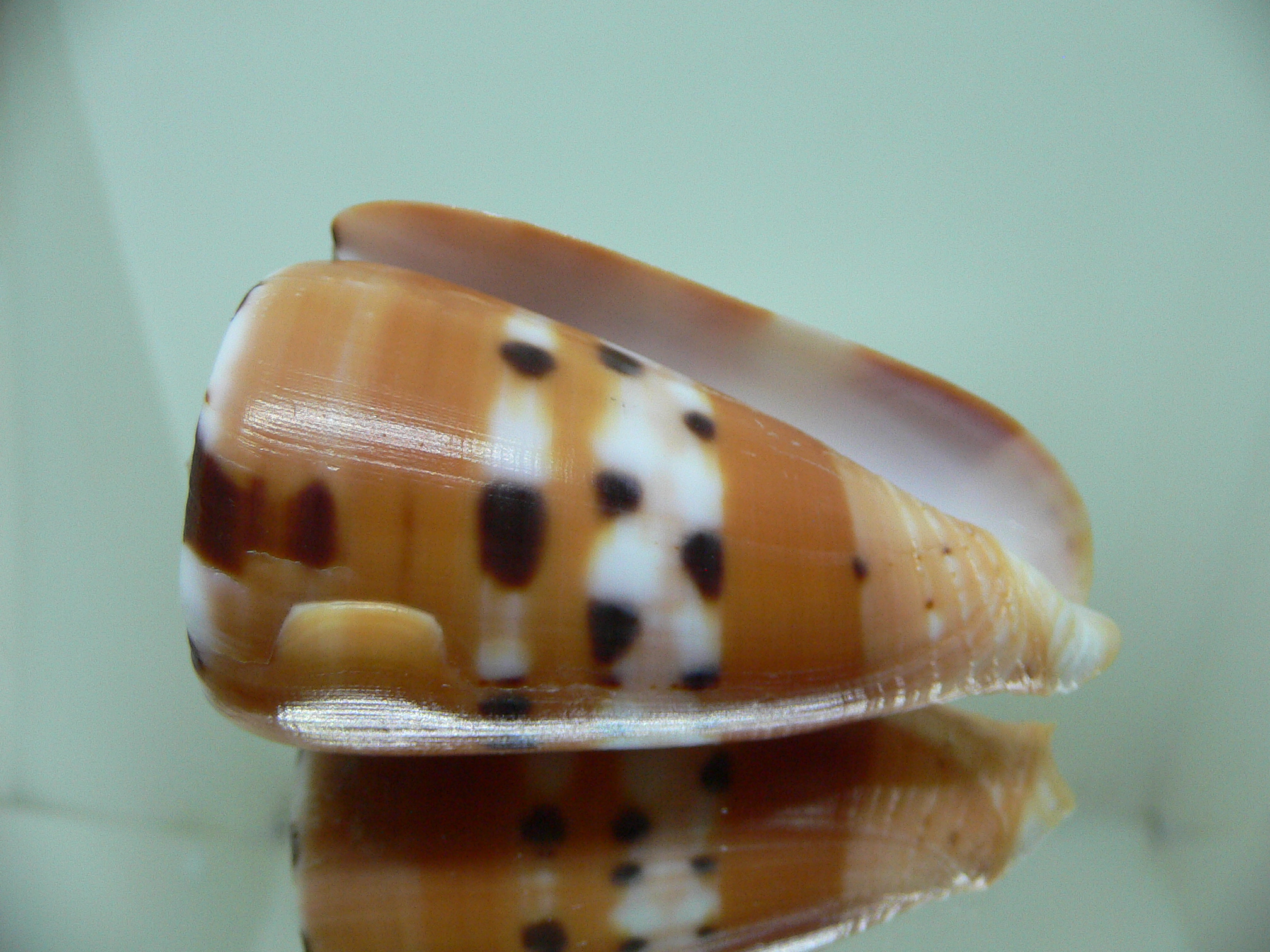 Conus barthelemyi VERY GOOD SIZE