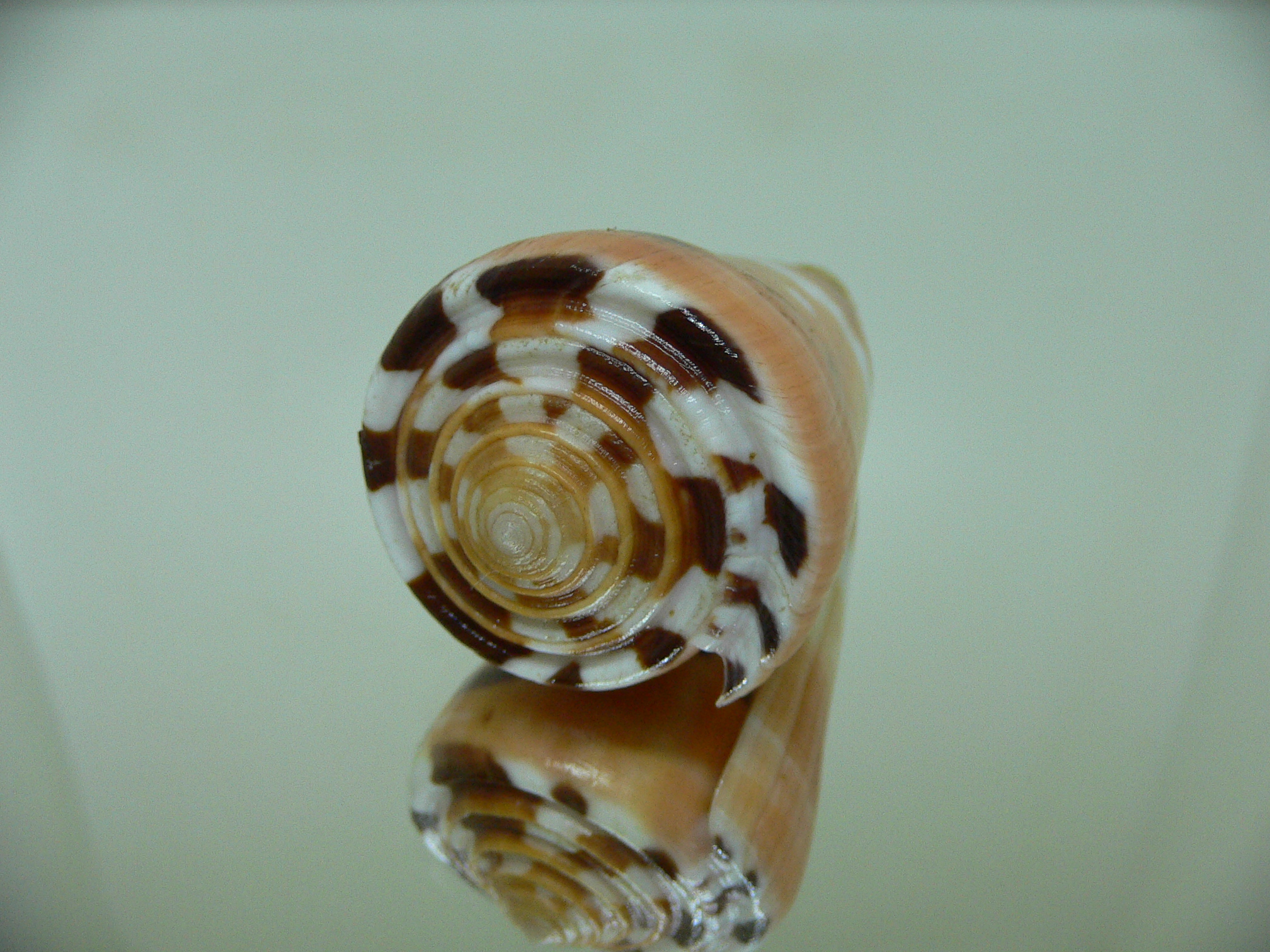 Conus barthelemyi VERY GOOD SIZE