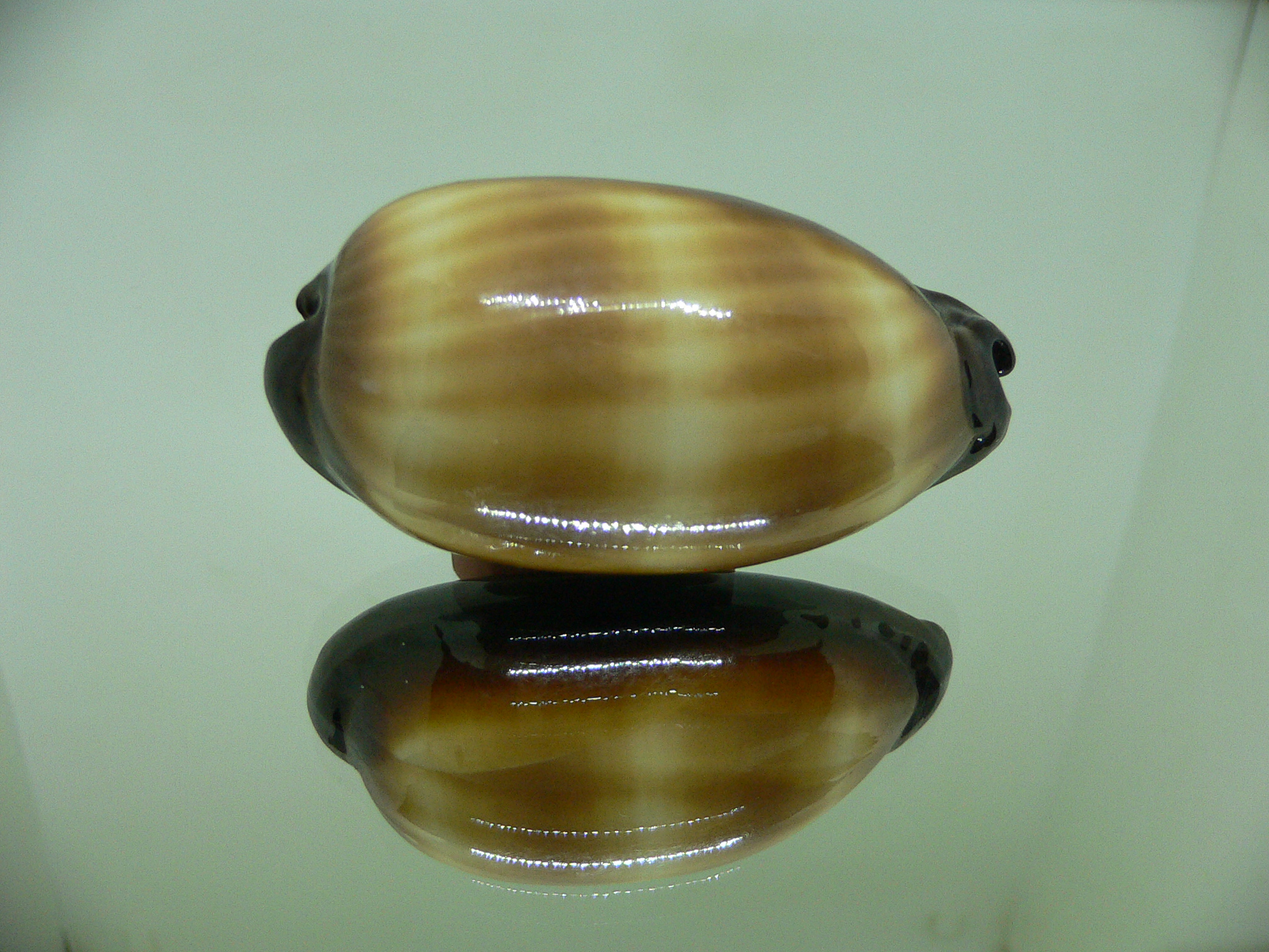 Cypraea talpa talpa ROSTRATE