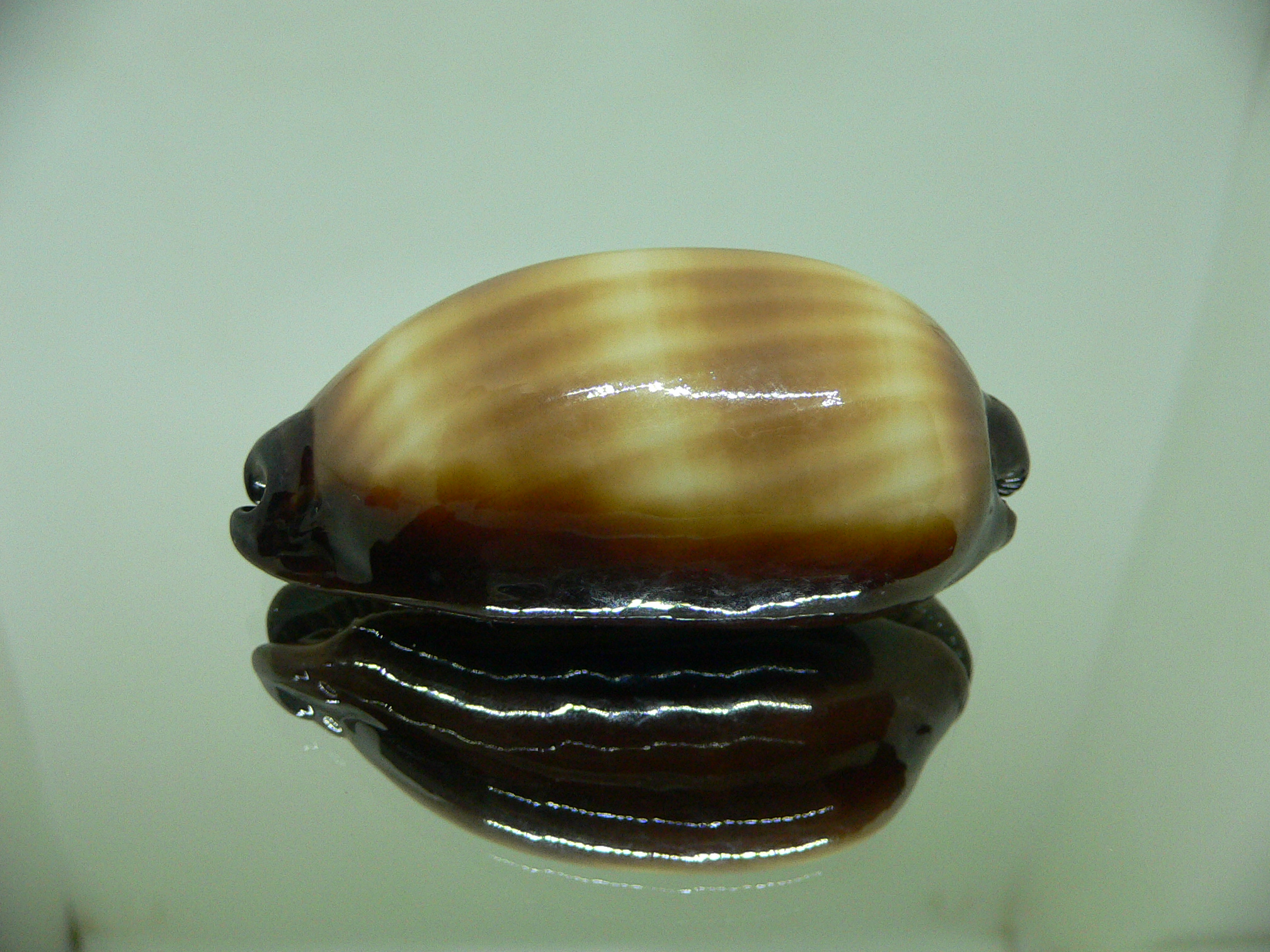 Cypraea talpa talpa ROSTRATE