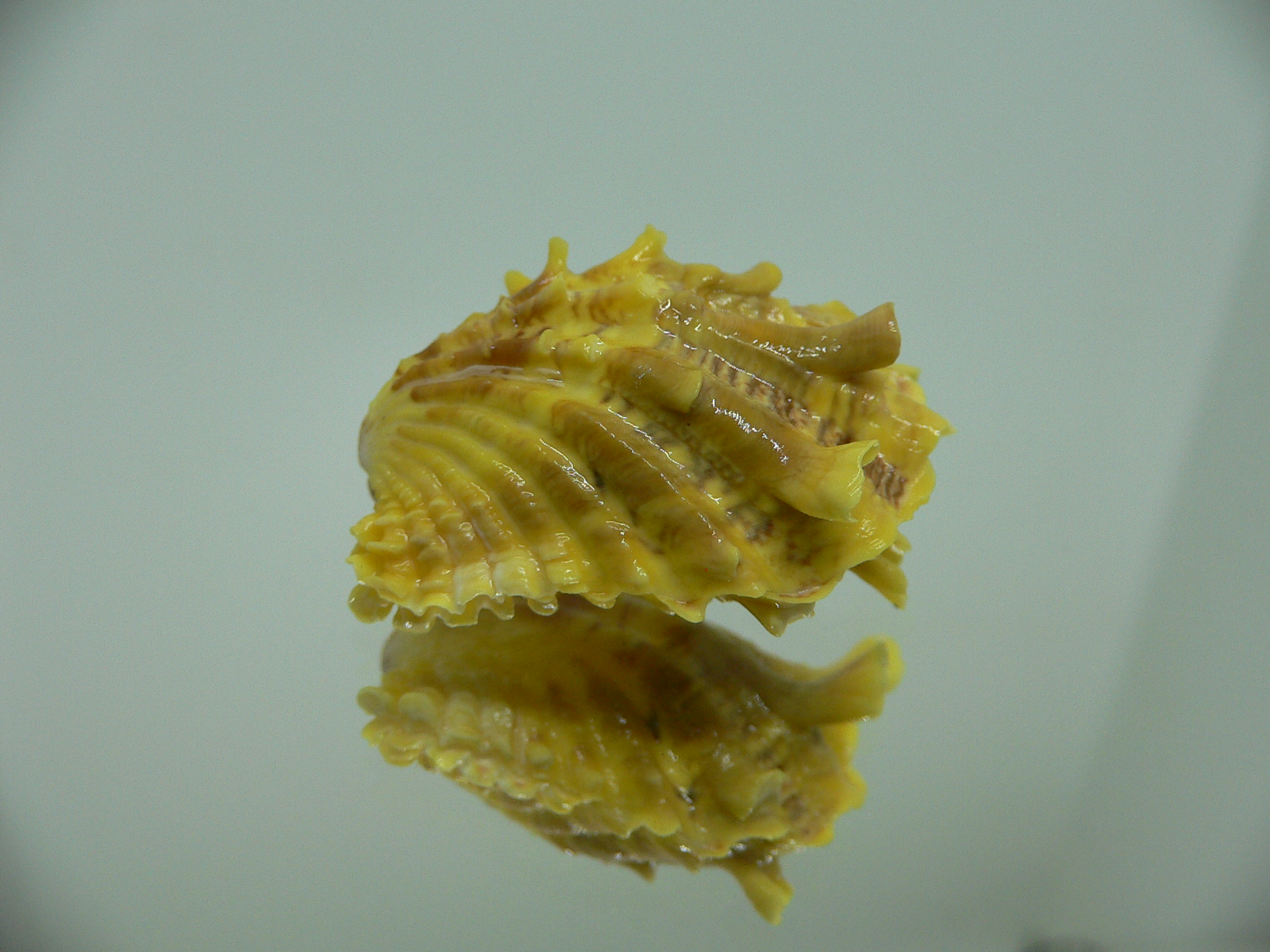 Cardita crassicosta YELLOW DWARF