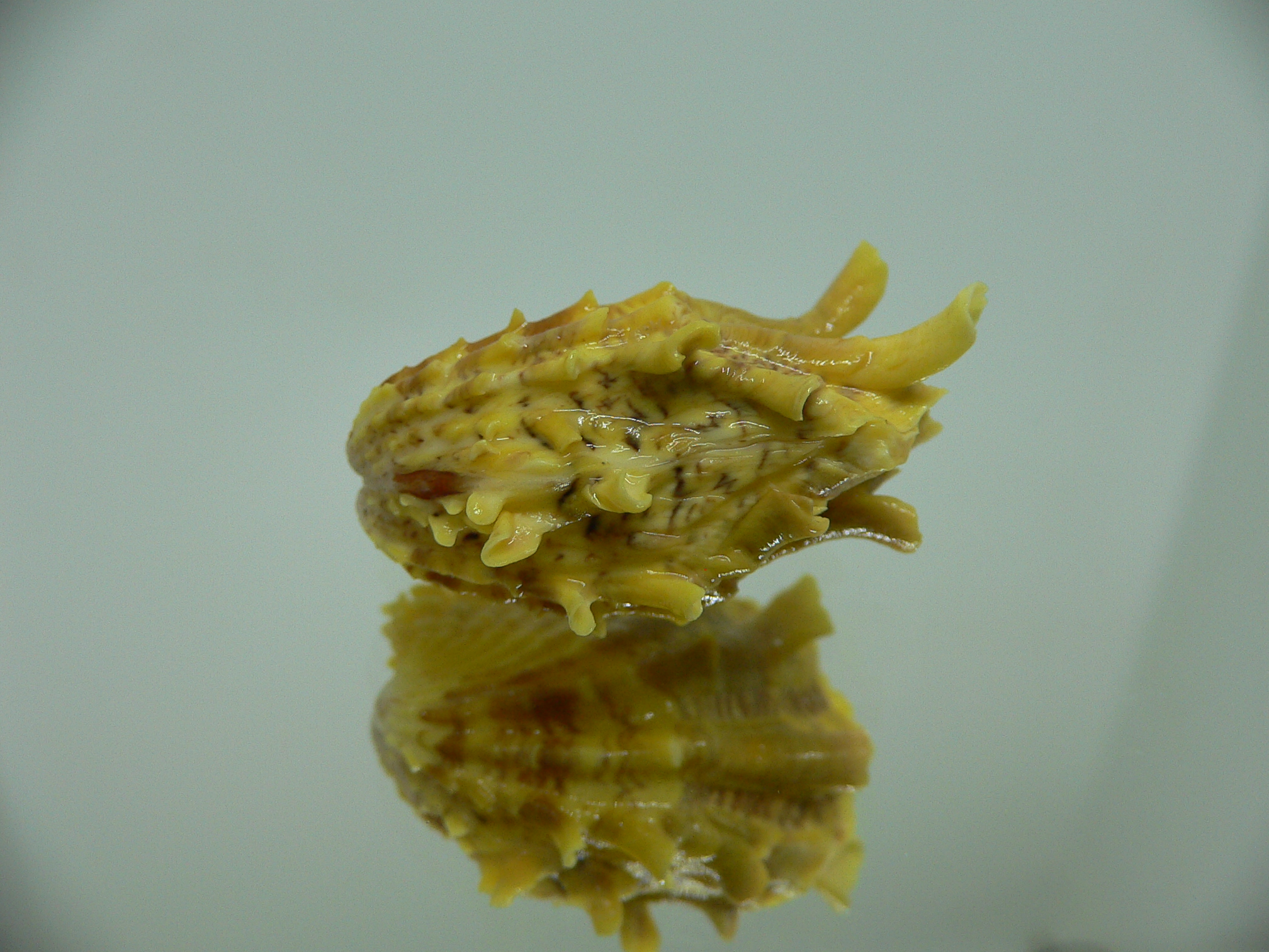 Cardita crassicosta YELLOW DWARF