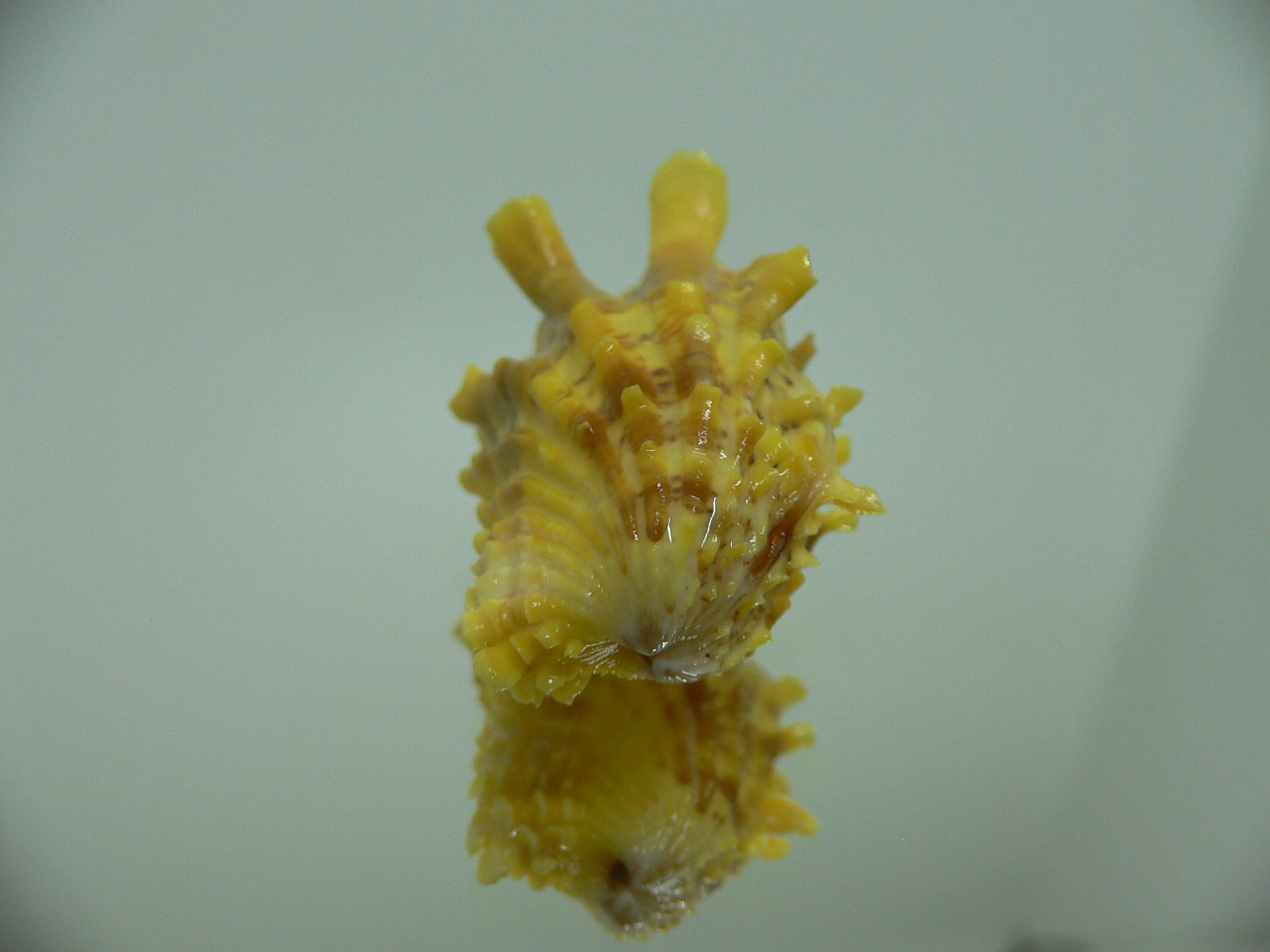 Cardita crassicosta YELLOW DWARF