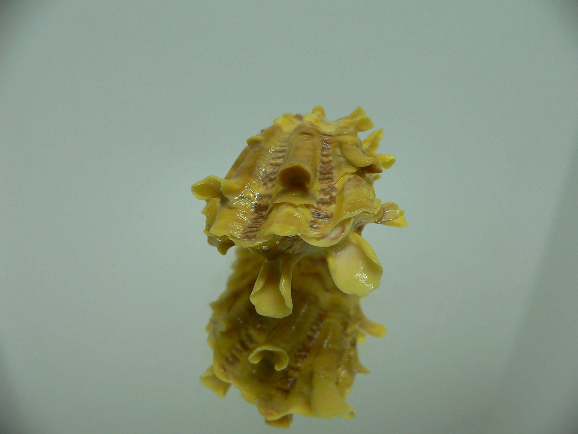 Cardita crassicosta YELLOW DWARF