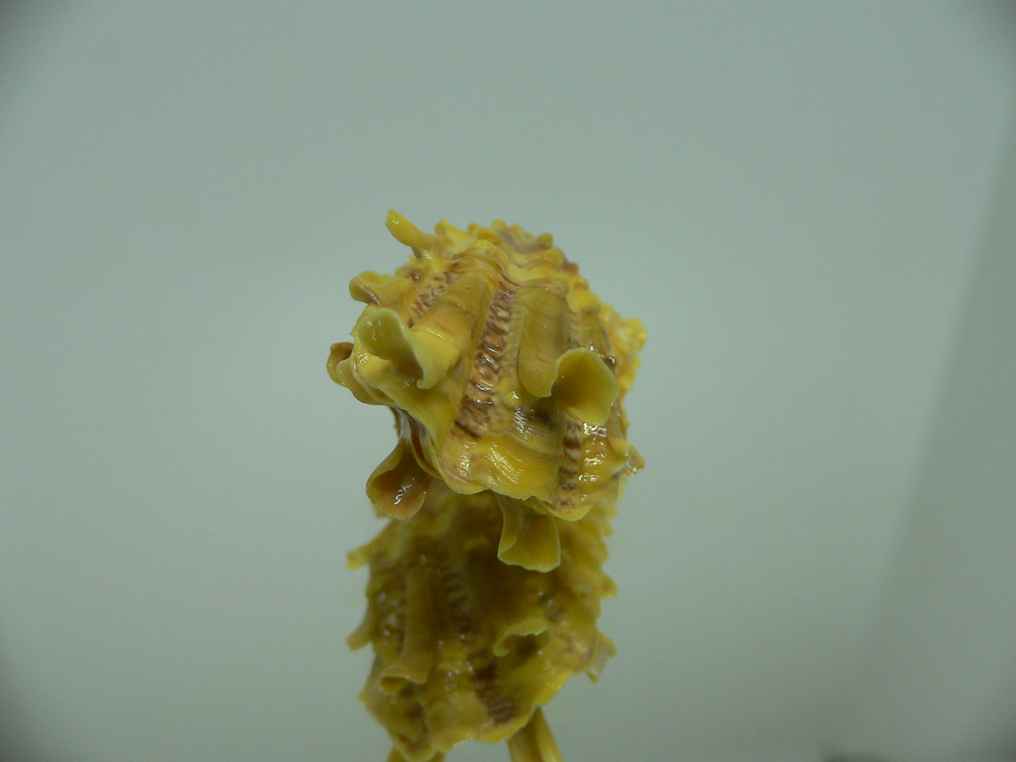 Cardita crassicosta YELLOW DWARF