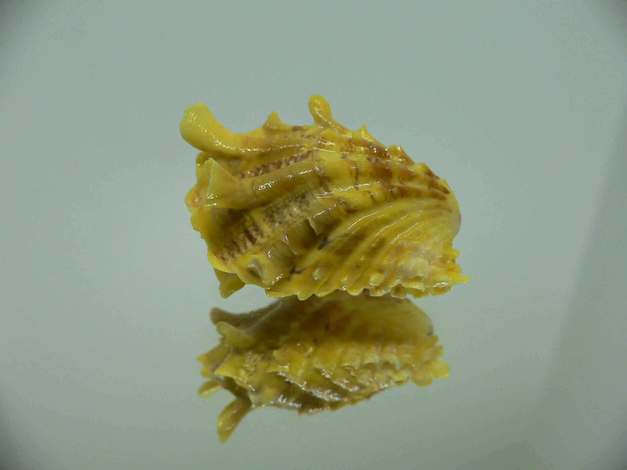 Cardita crassicosta YELLOW DWARF