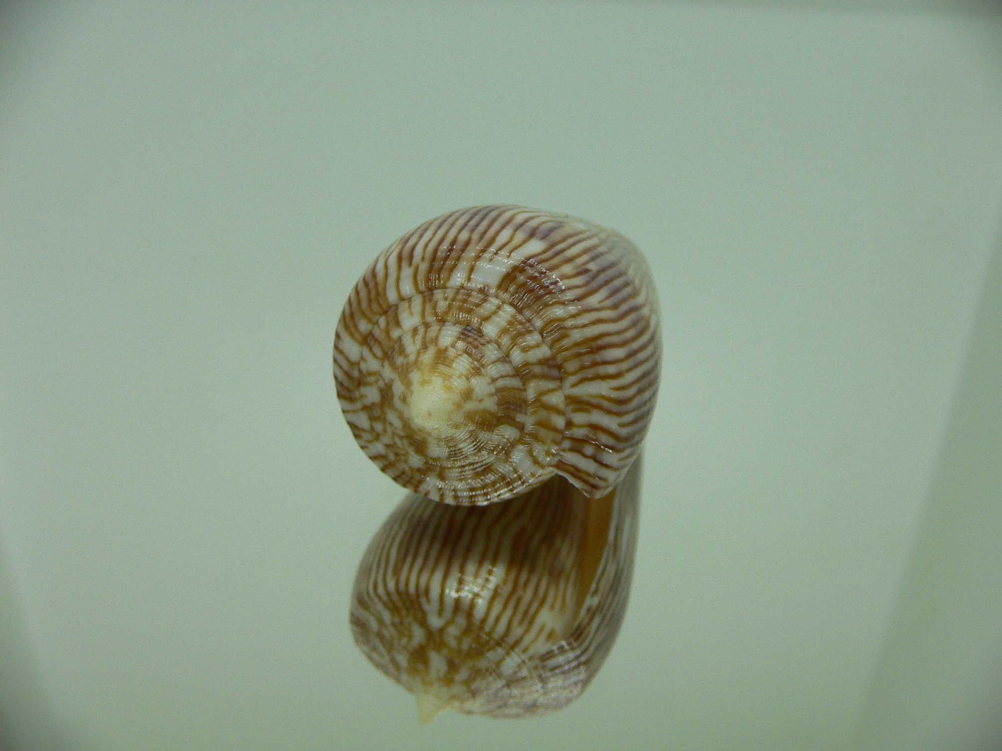 Conus kuroharai