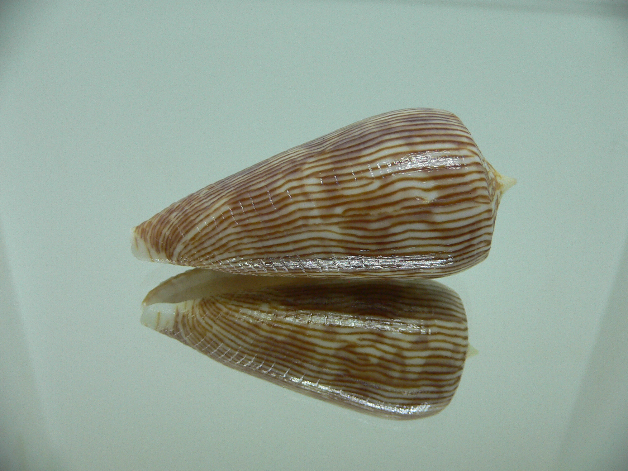 Conus kuroharai