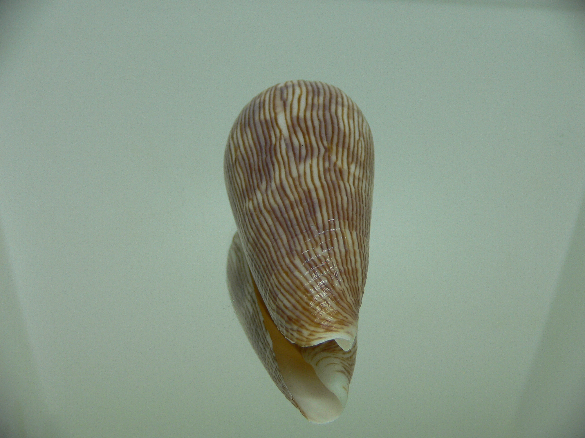 Conus kuroharai