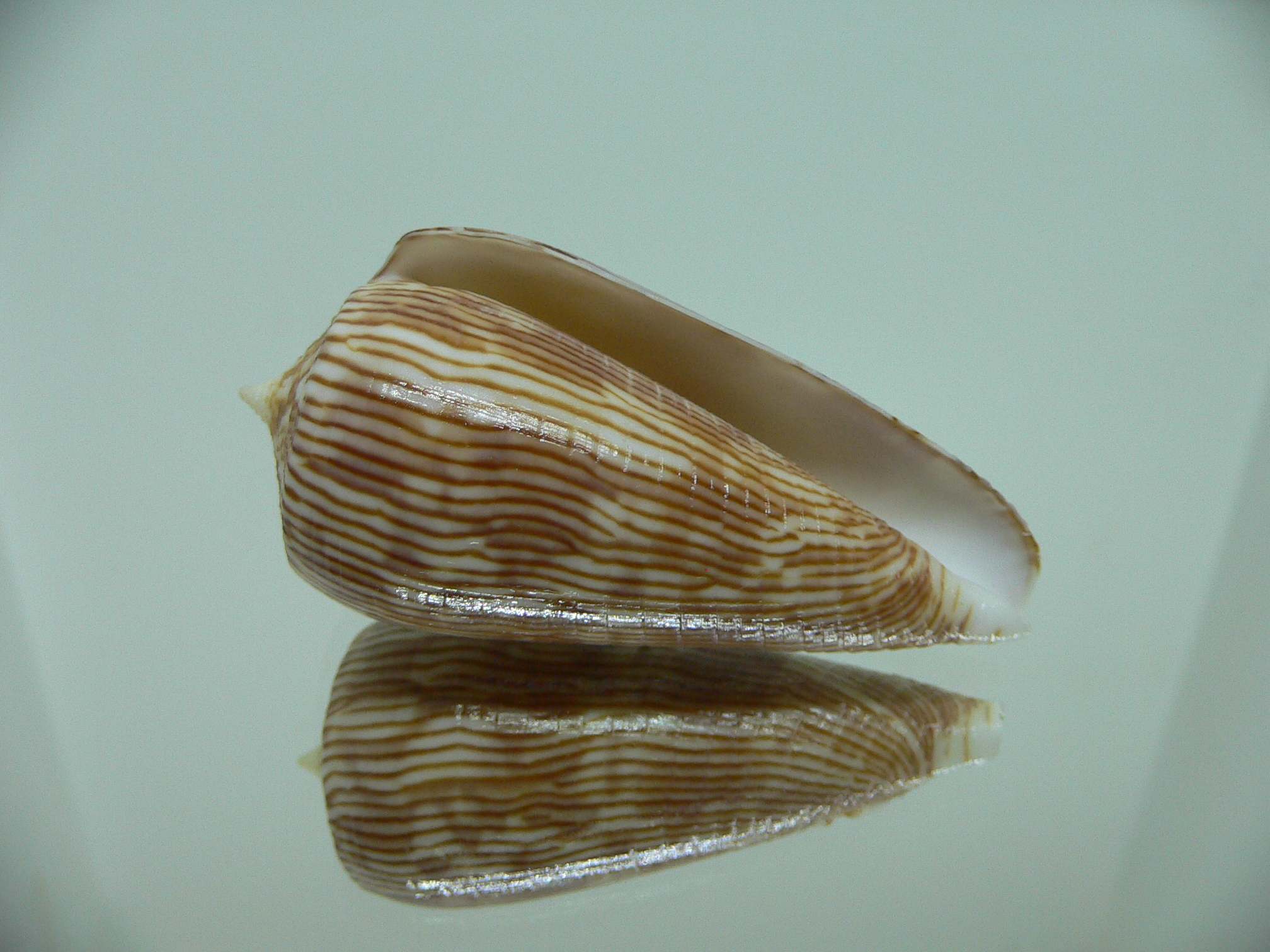 Conus kuroharai