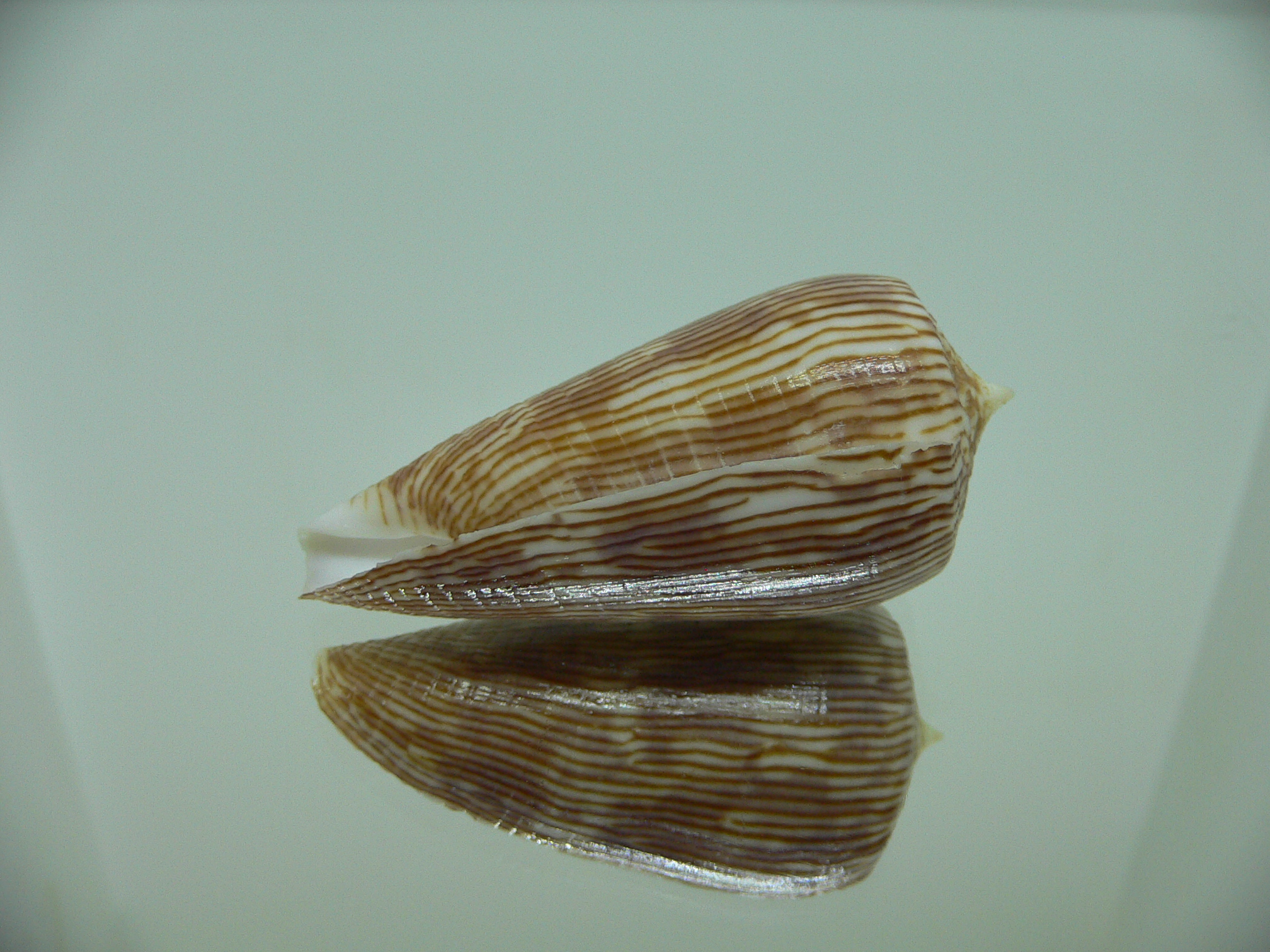 Conus kuroharai