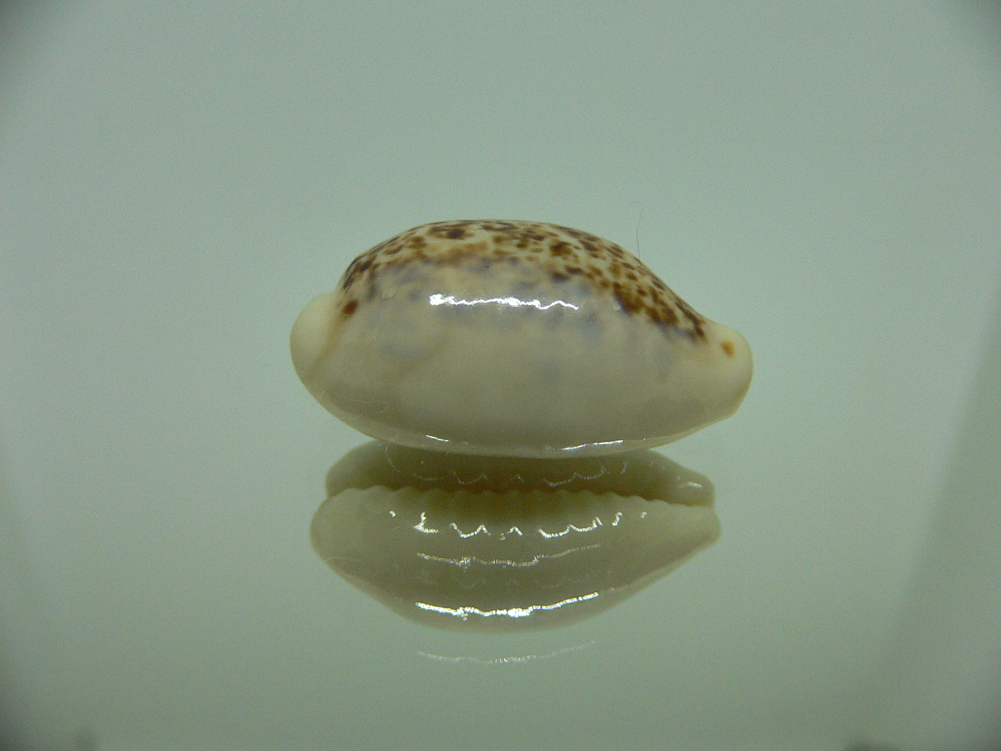 Cypraea coxeni hypercallosa BIG & IDEAL