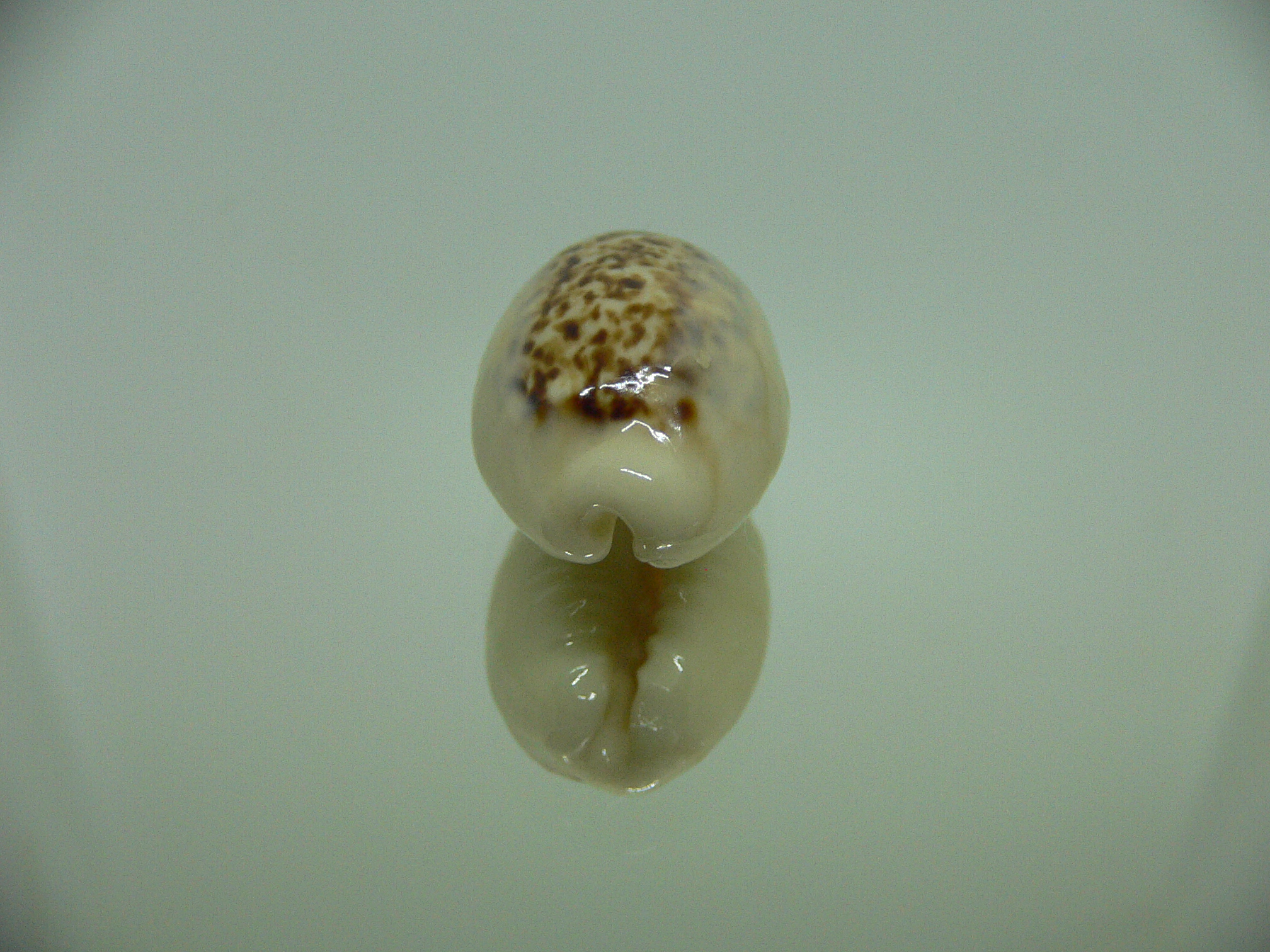 Cypraea coxeni hypercallosa BIG & IDEAL