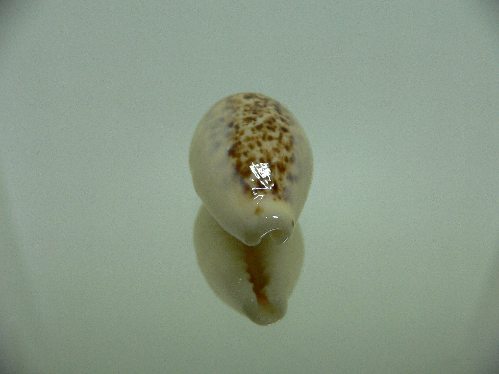 Cypraea coxeni hypercallosa BIG & IDEAL