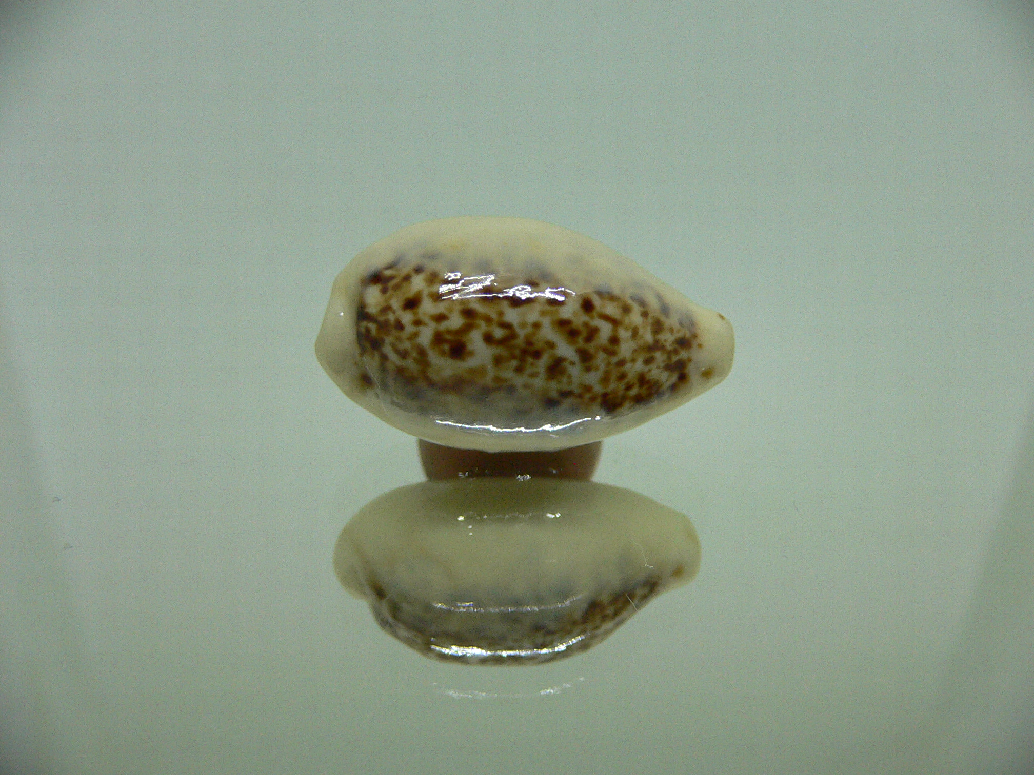 Cypraea coxeni hypercallosa BIG & IDEAL