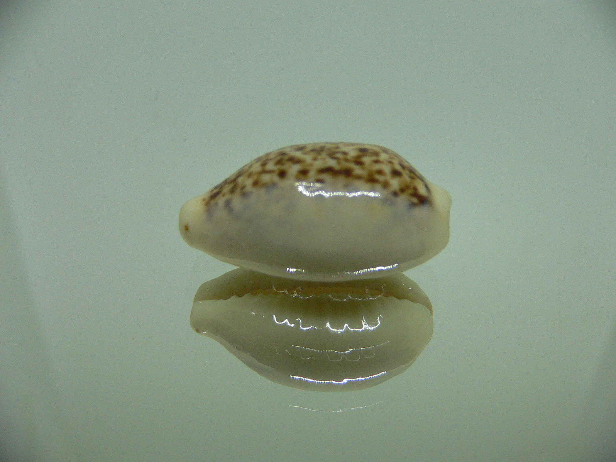 Cypraea coxeni hypercallosa BIG & IDEAL