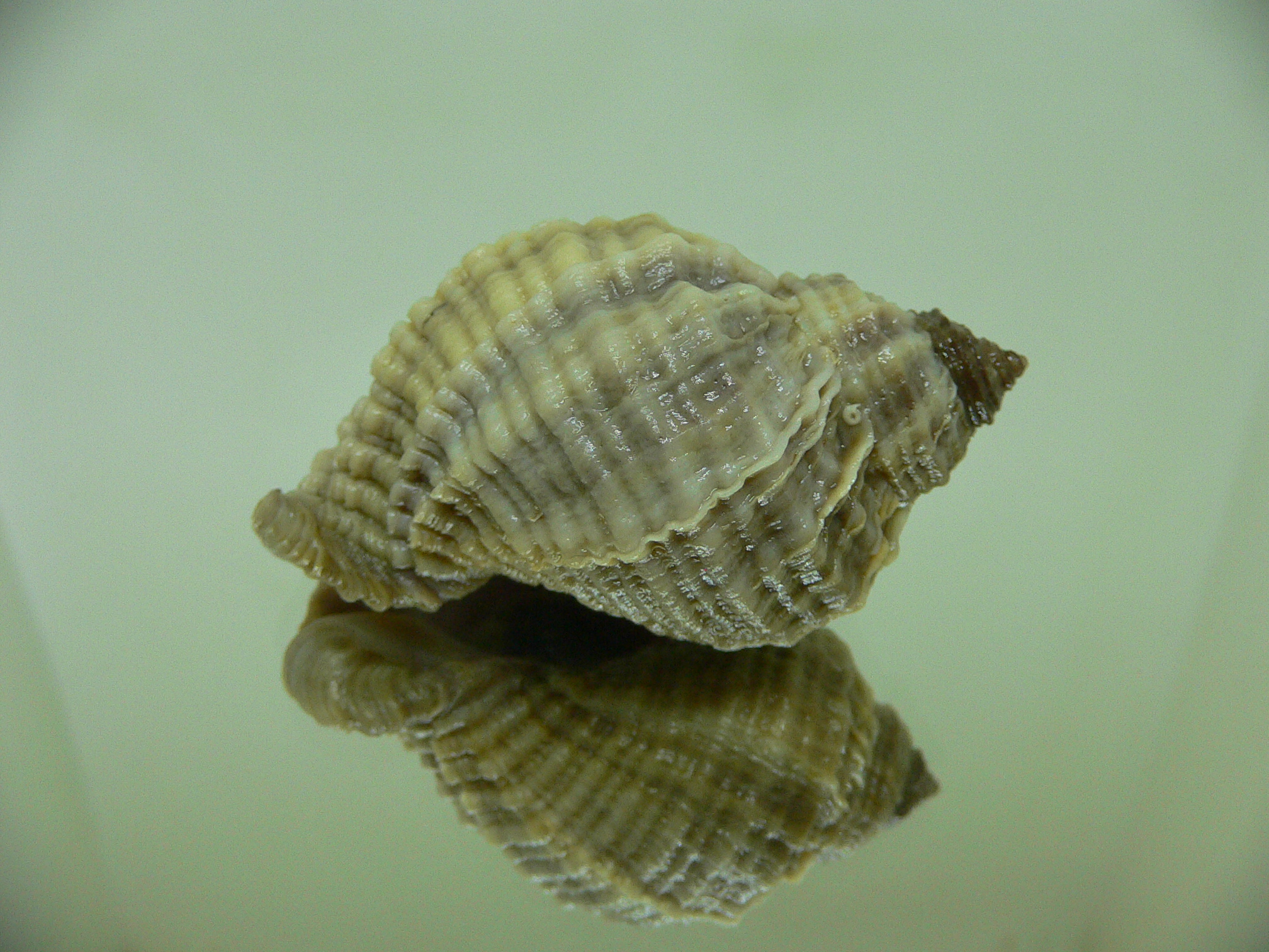 Nucella freycinetii freycinetii WIDE & BEIGE