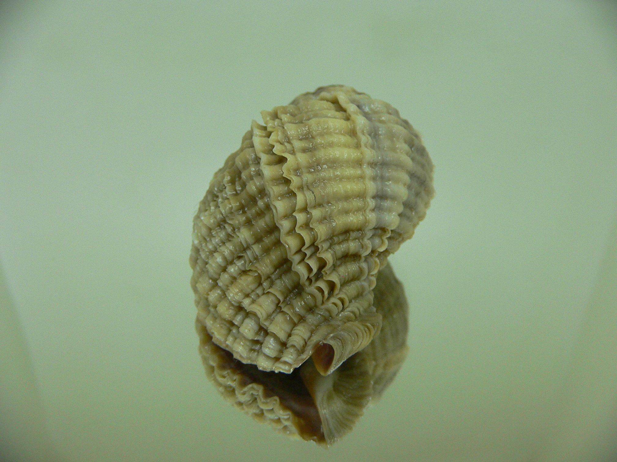 Nucella freycinetii freycinetii WIDE & BEIGE