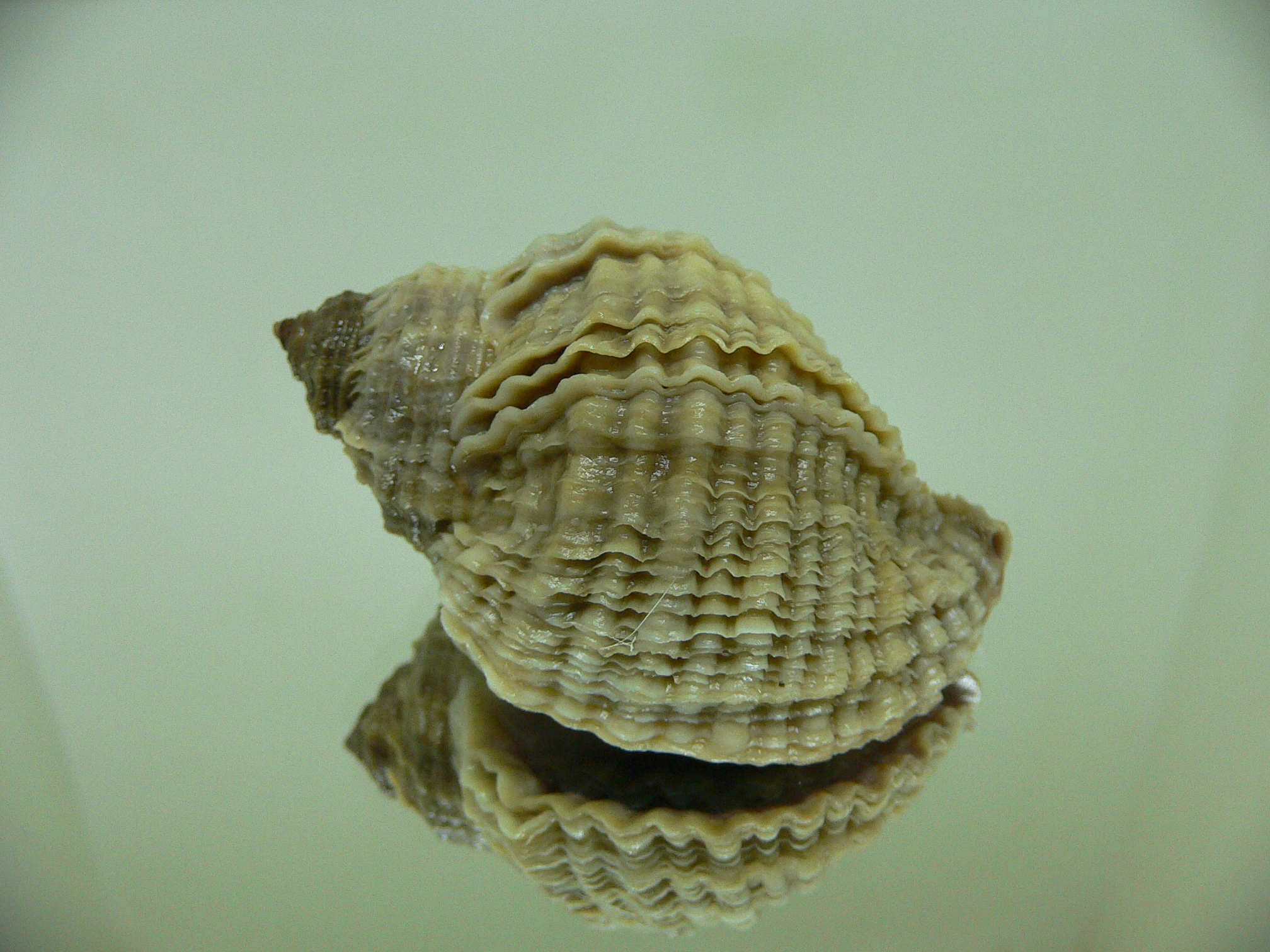 Nucella freycinetii freycinetii WIDE & BEIGE