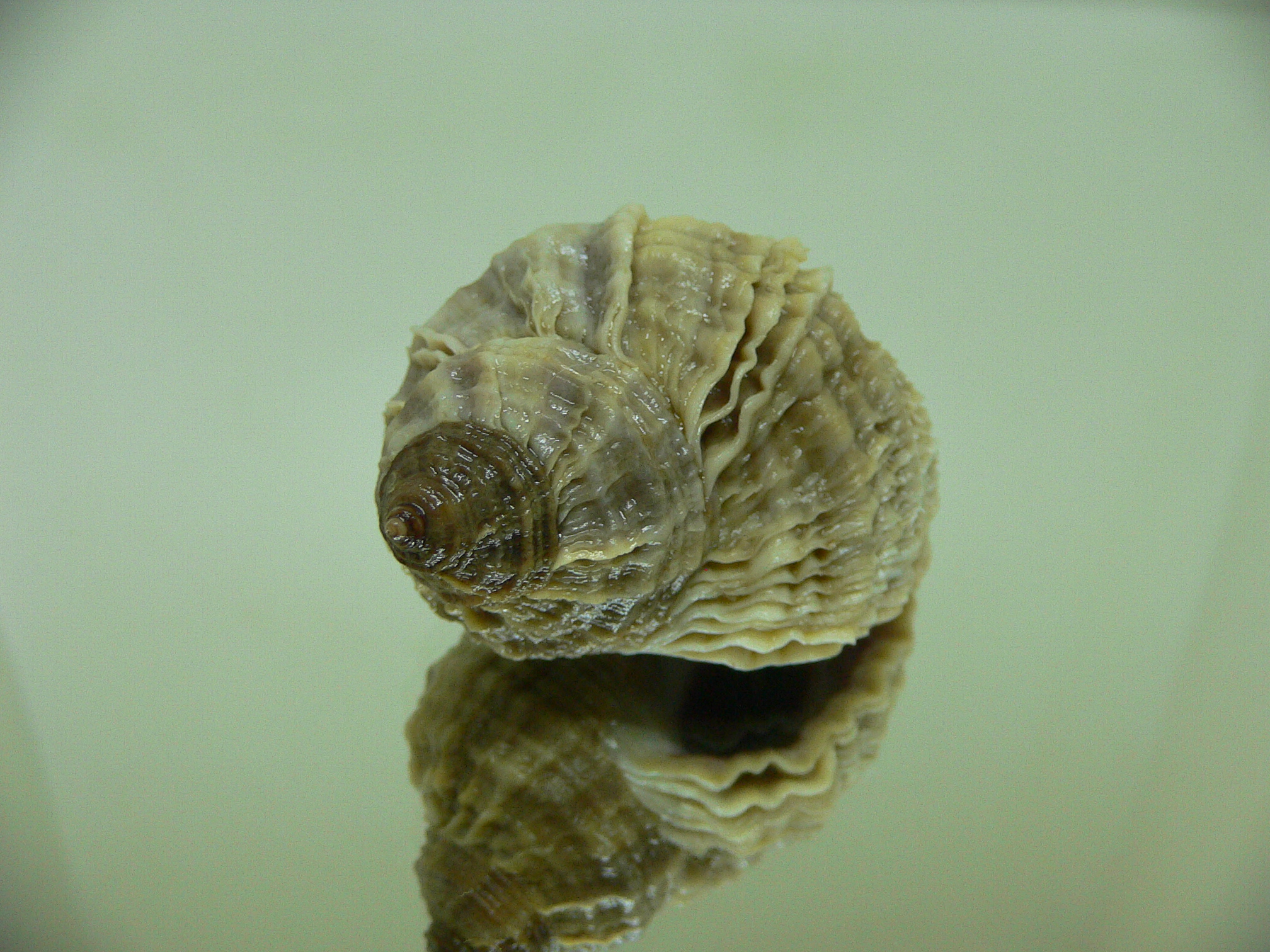 Nucella freycinetii freycinetii WIDE & BEIGE