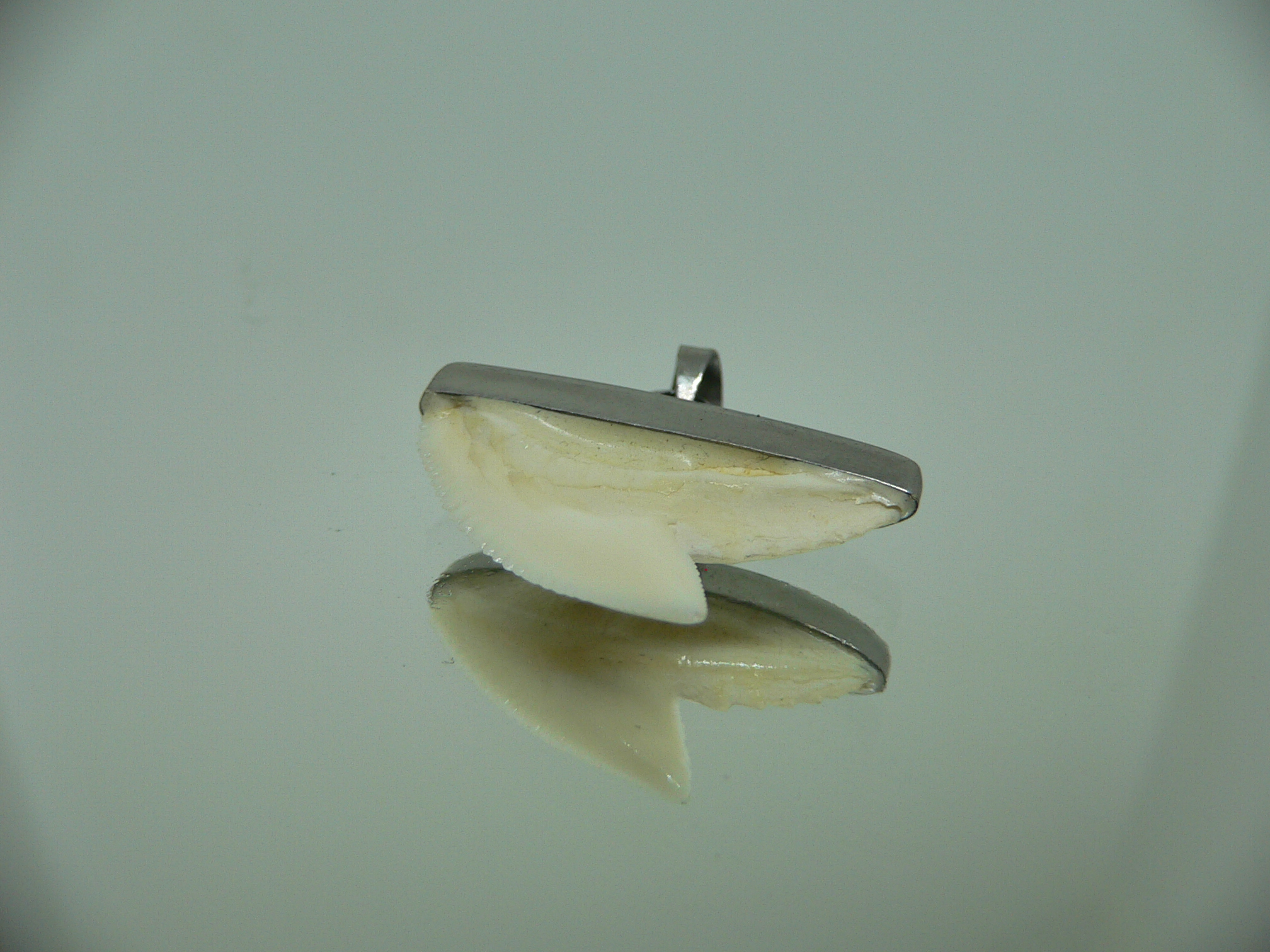 Galeocerdo cuvier Зуб ТИГРОВОЙ акулы в оправе