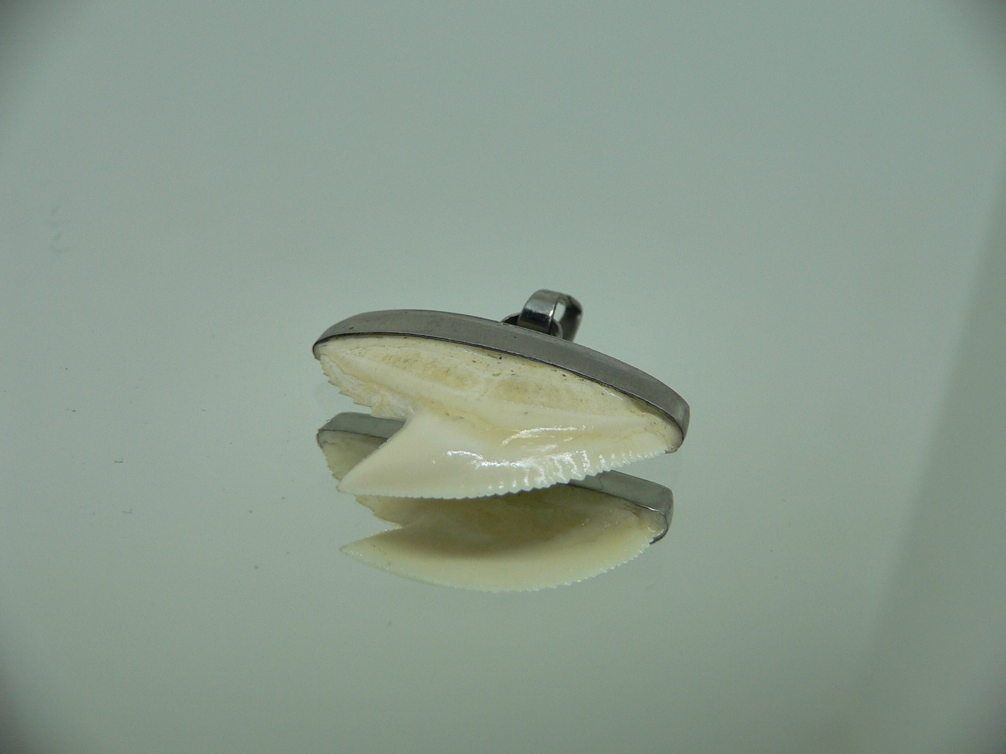 Galeocerdo cuvier Зуб ТИГРОВОЙ акулы в оправе