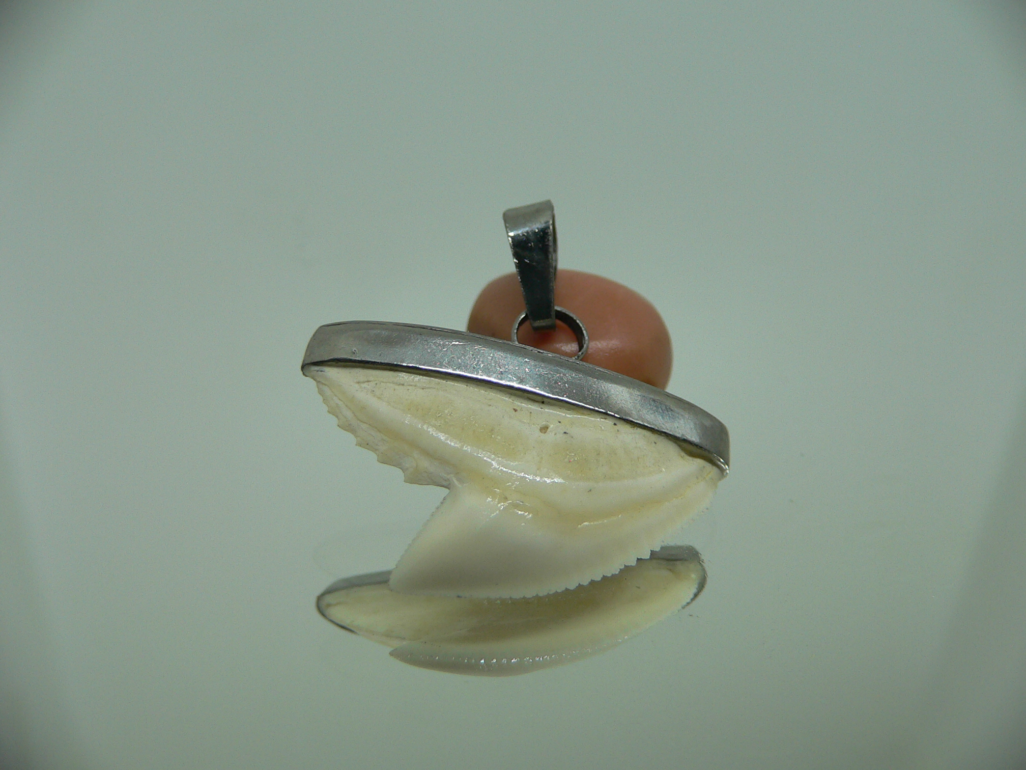 Galeocerdo cuvier Зуб ТИГРОВОЙ акулы в оправе