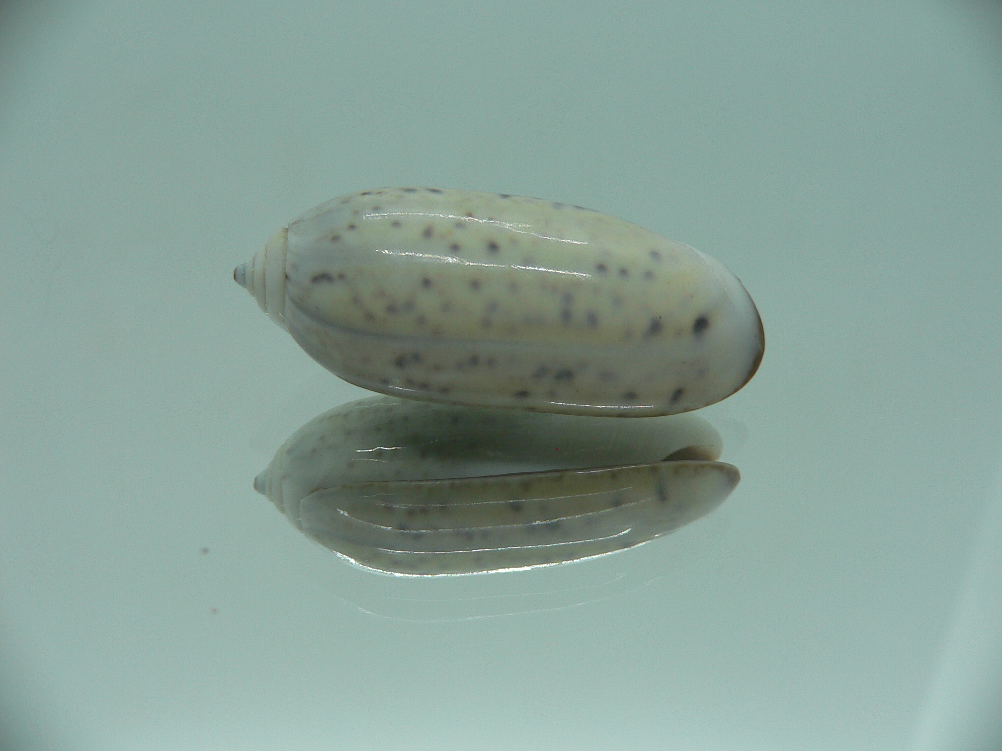 Oliva oliva f. algida (z)