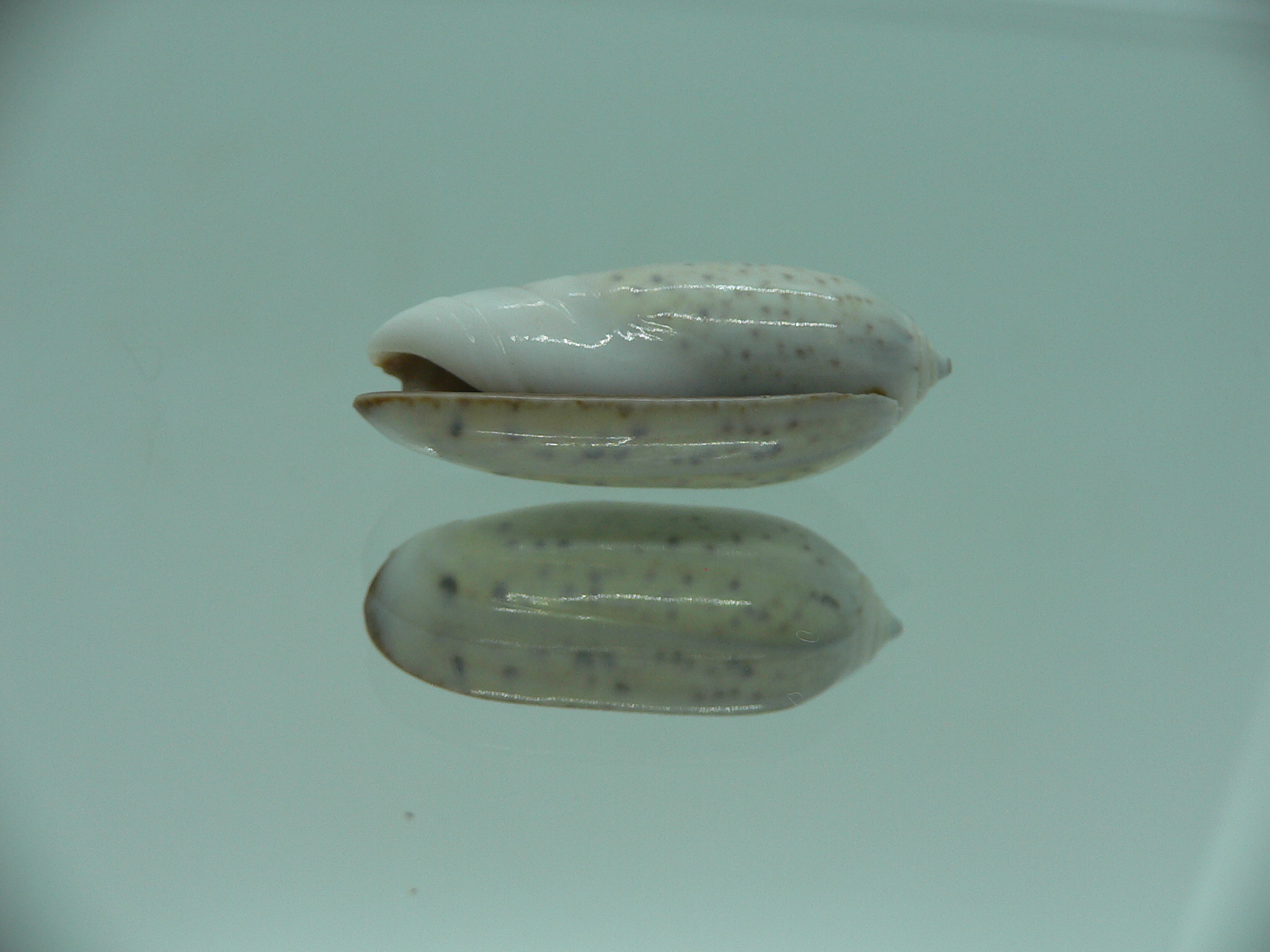 Oliva oliva f. algida (z)