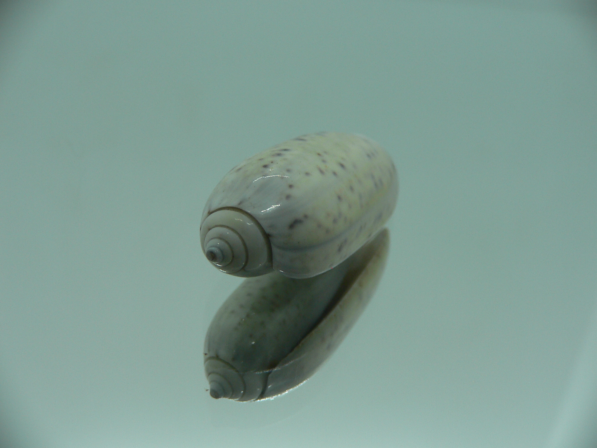 Oliva oliva f. algida (z)