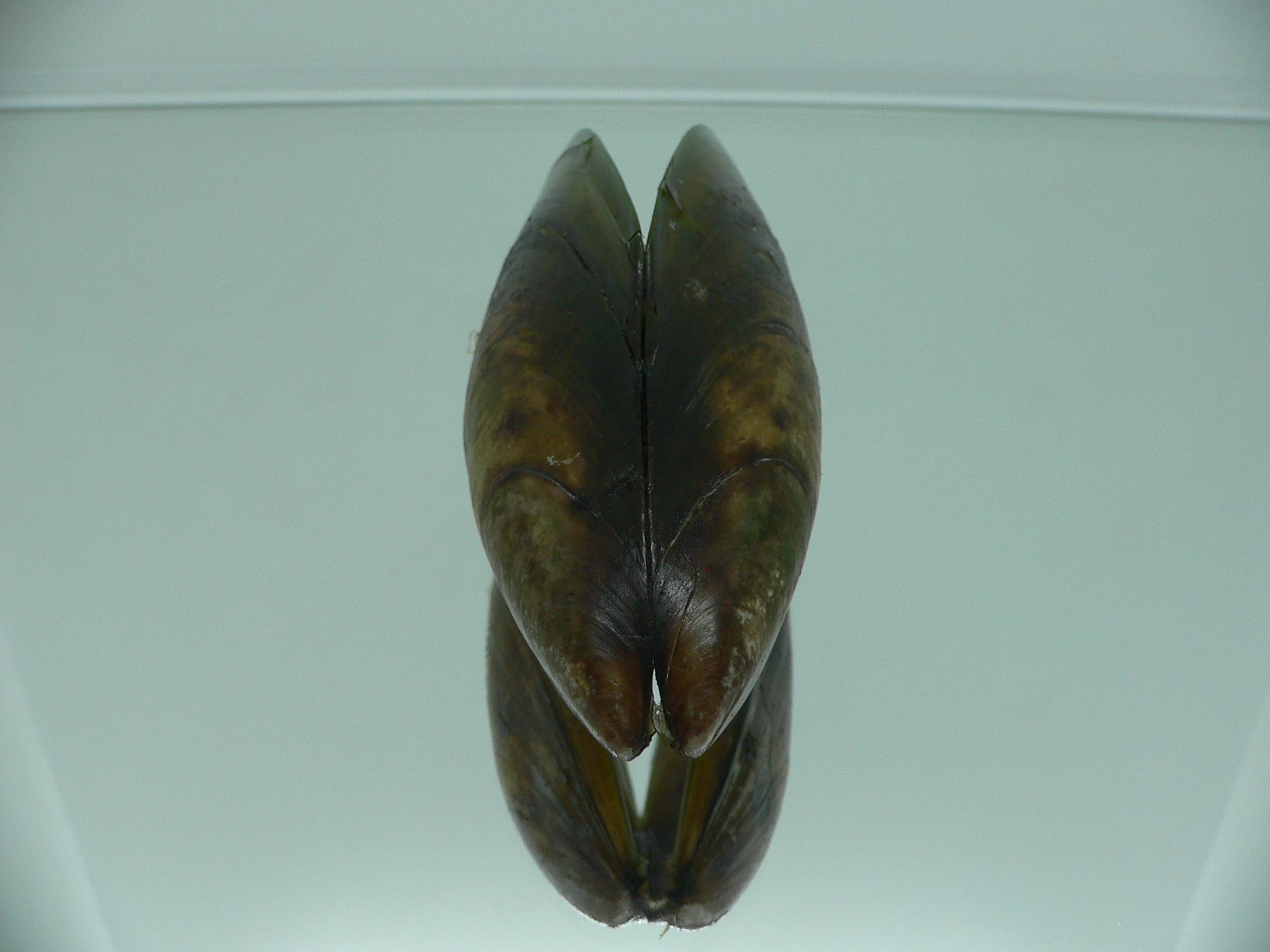 Perna viridis BIG