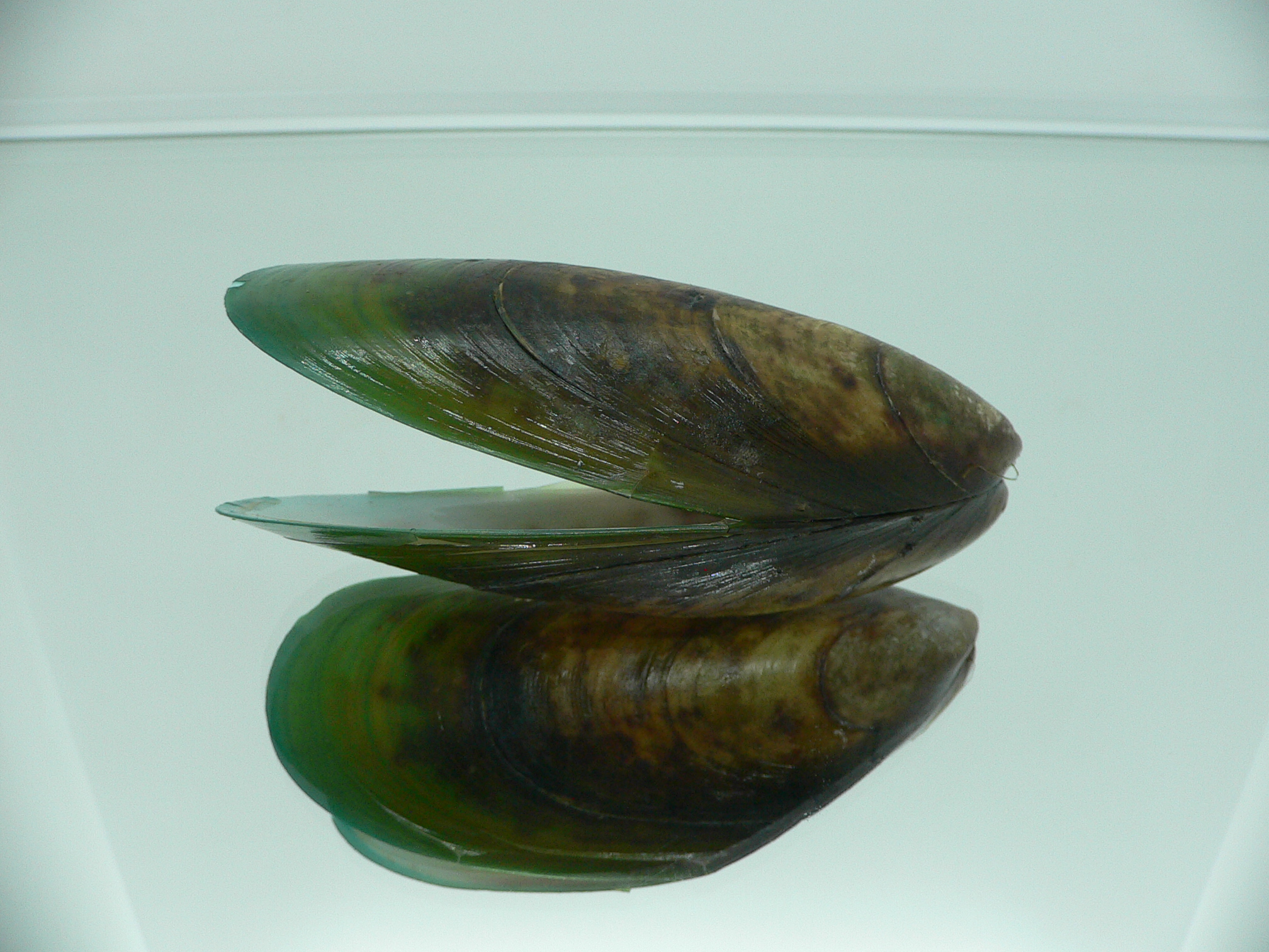 Perna viridis BIG