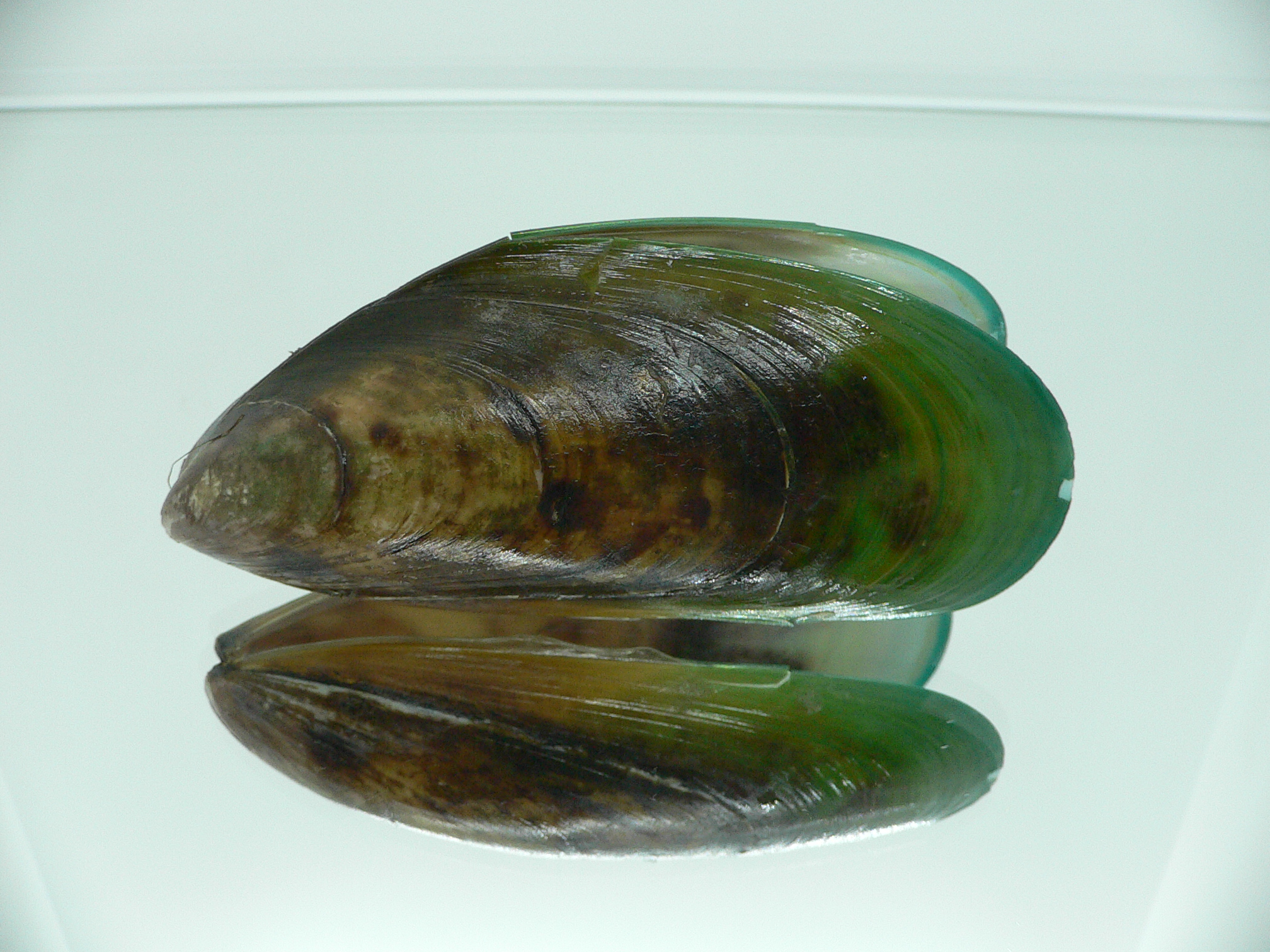 Perna viridis BIG
