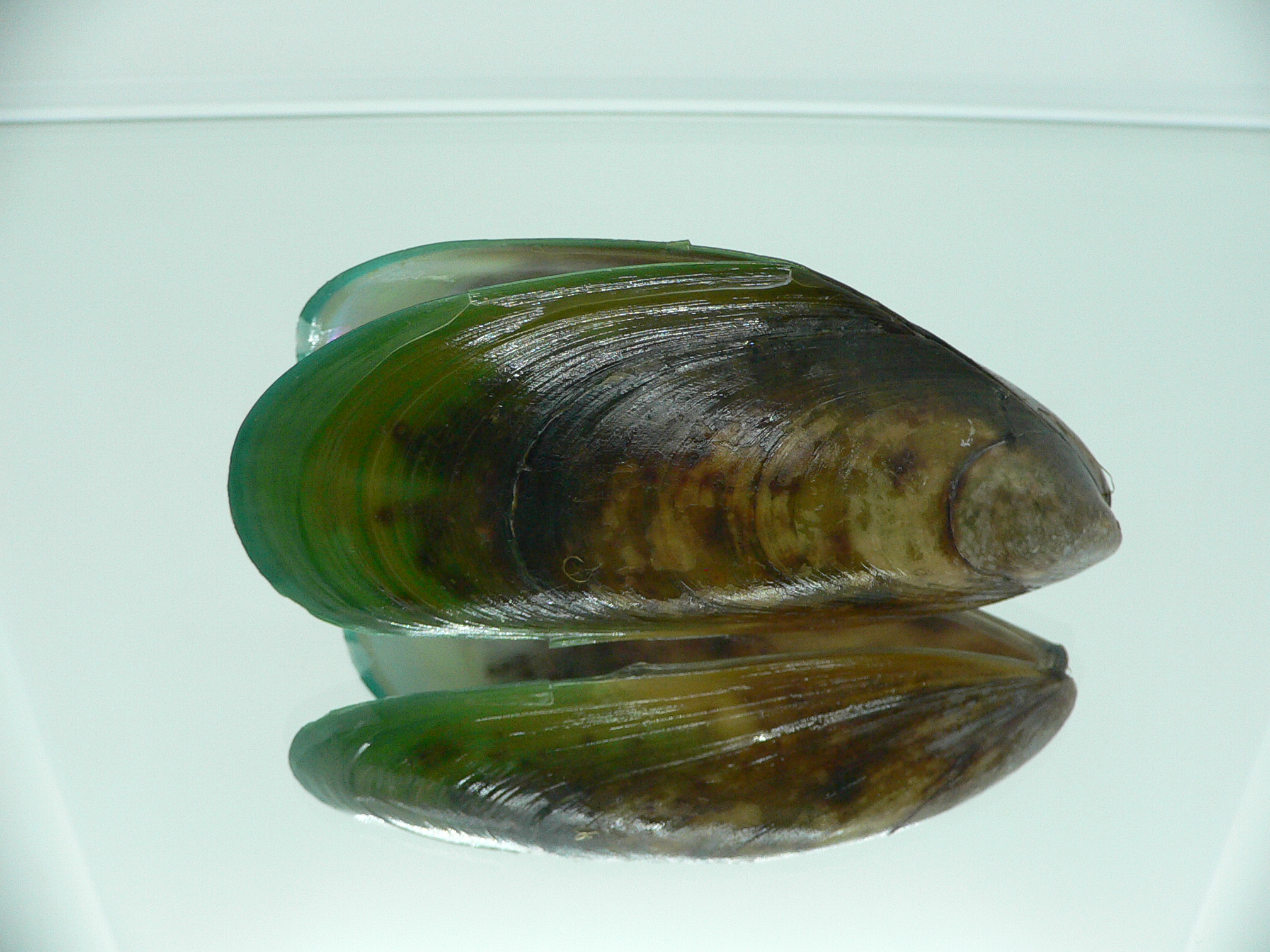Perna viridis BIG