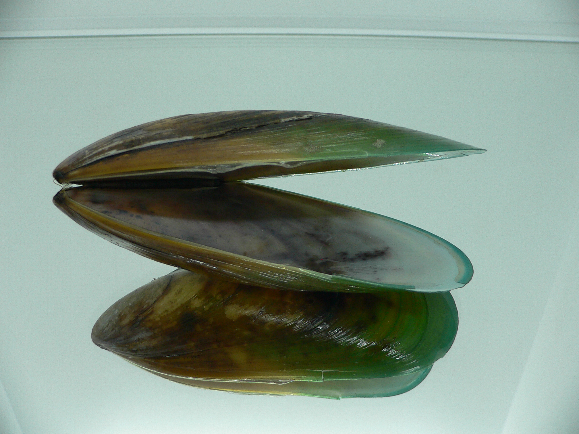 Perna viridis BIG