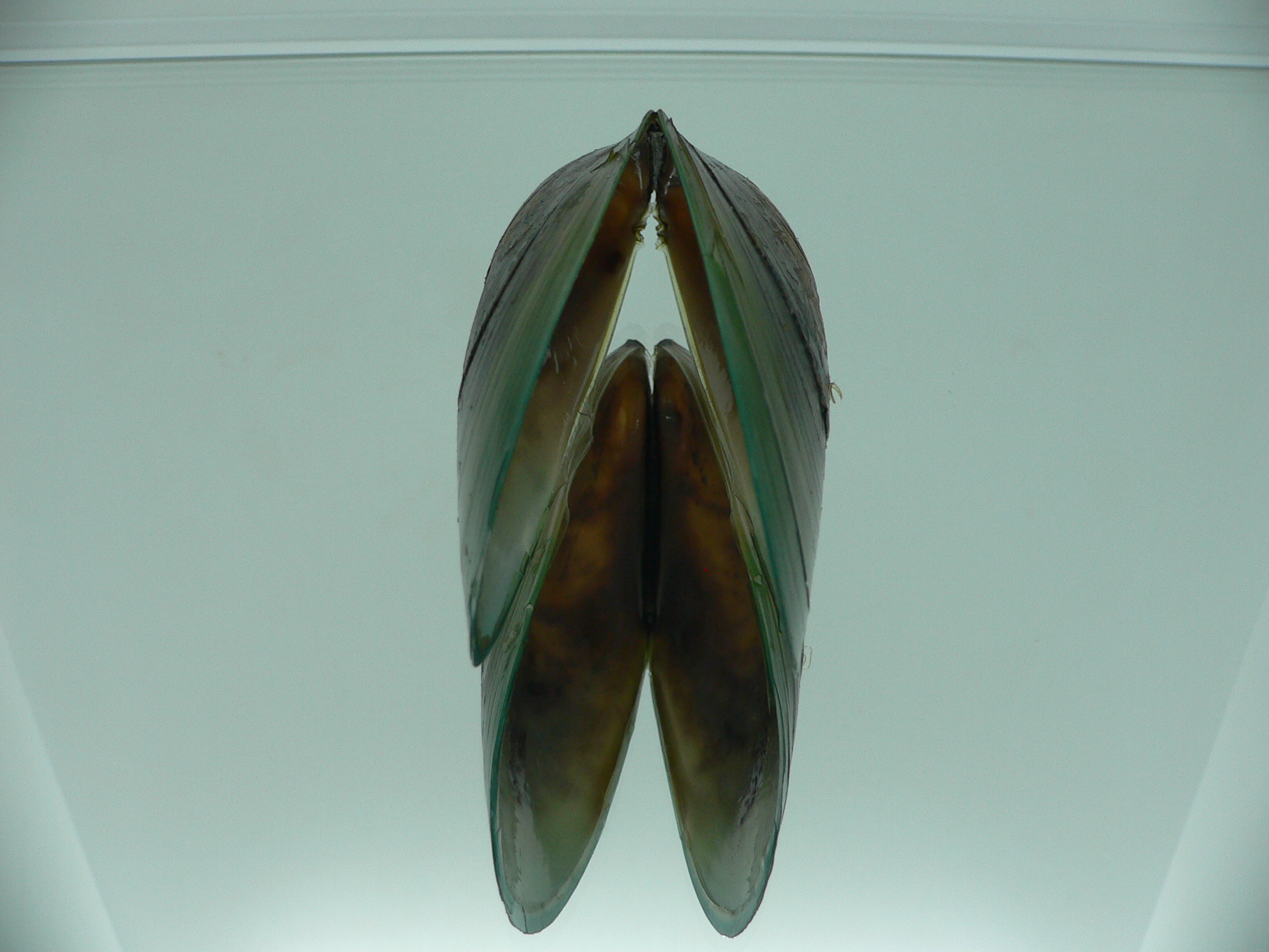 Perna viridis BIG