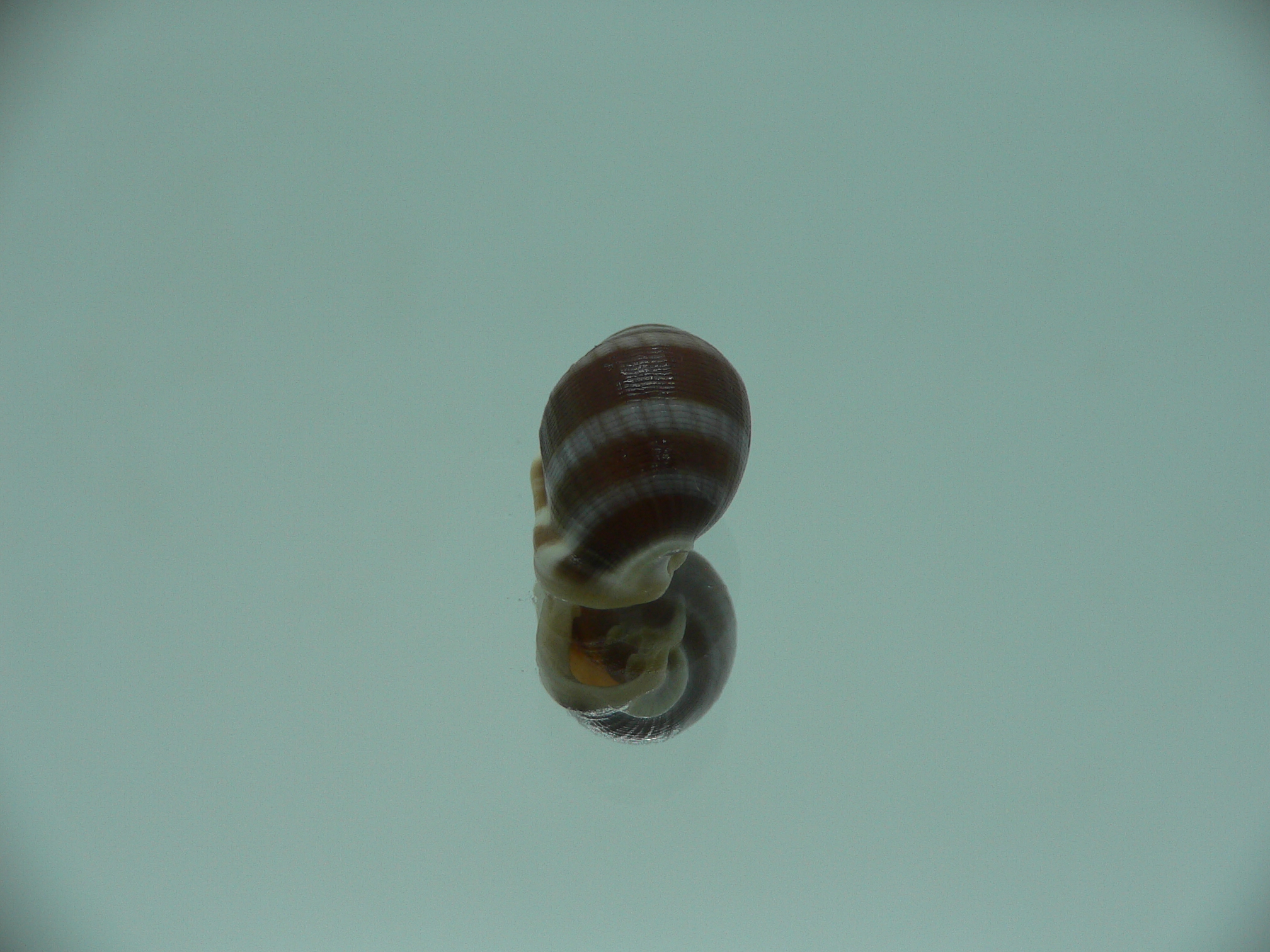 Cassidula vespertilionis